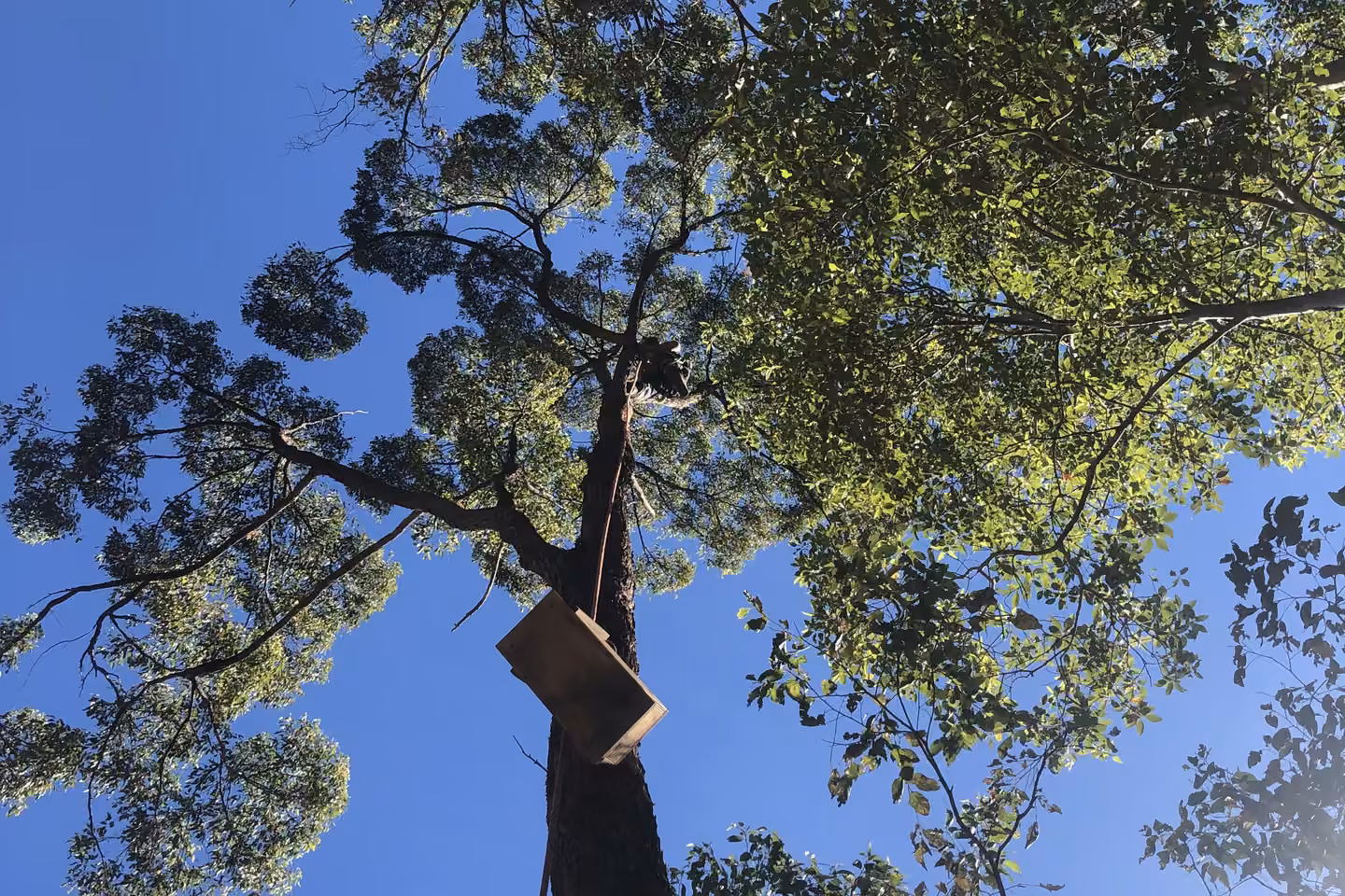 Looking up into a tall native tree canopy with a wildlife nest box fixed to the trunk.