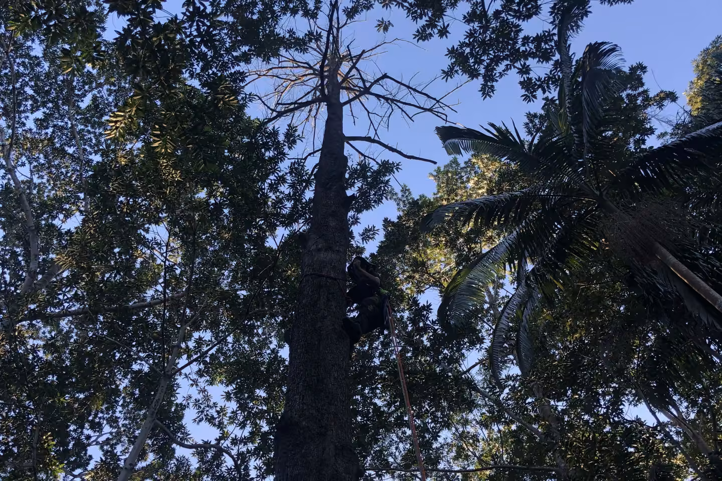 A MidCoast Tree Solutions arborist climbing a tall tree to carry out approved removal work.