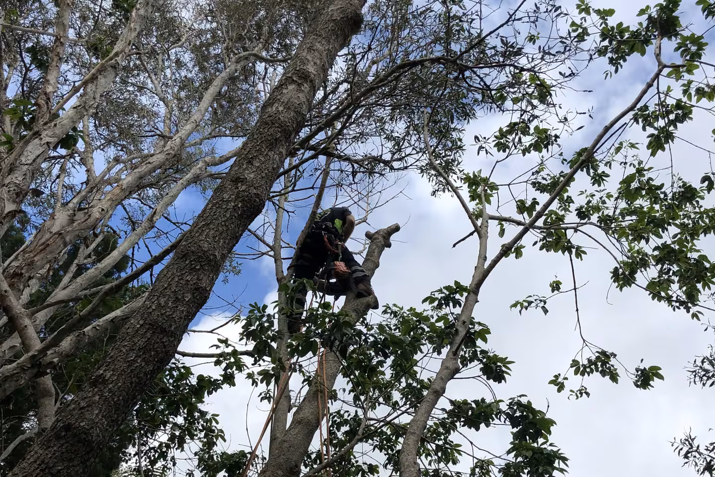 An arborist climbing a tall tree in a harness with rigging equipment to carry out a risk assessment.