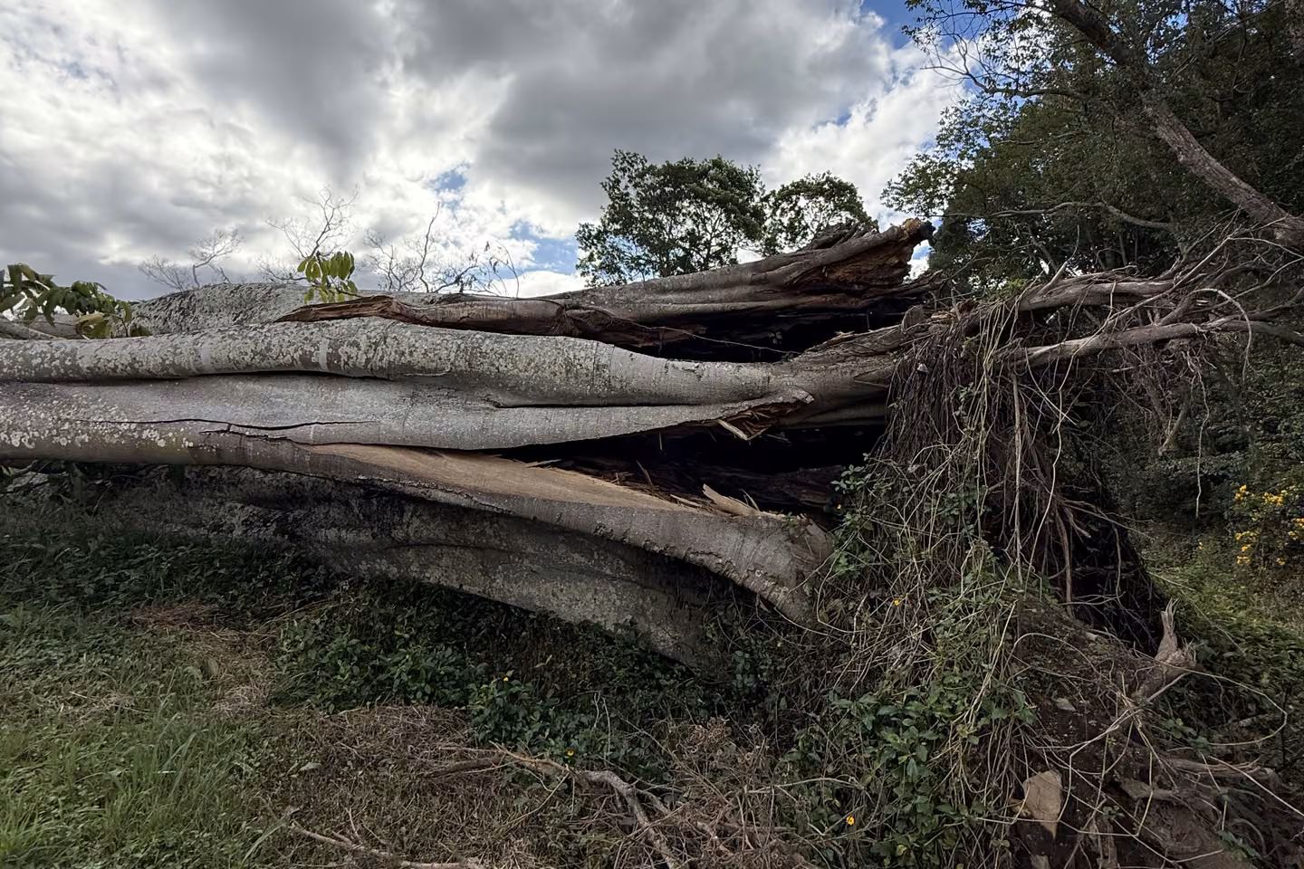 A large tree uprooted and split apart after storm damage, roots exposed, under a heavy overcast sky.