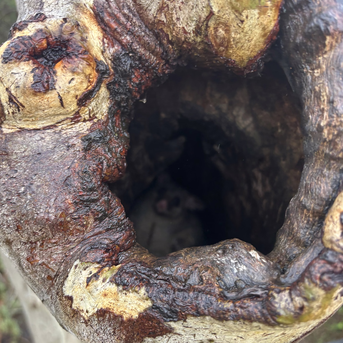 Natural hollow in a native tree trunk, used by local wildlife