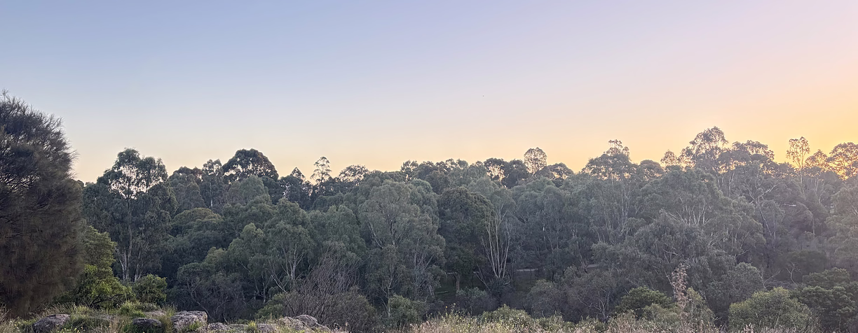 Golden sunset over eucalyptus bushland and open paddock