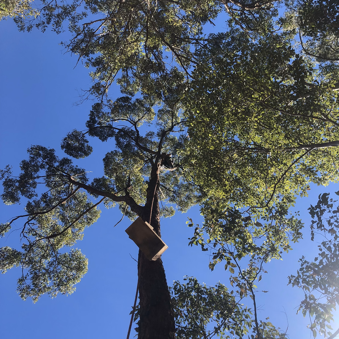 Tall native tree with a wildlife nest box fixed to the trunk