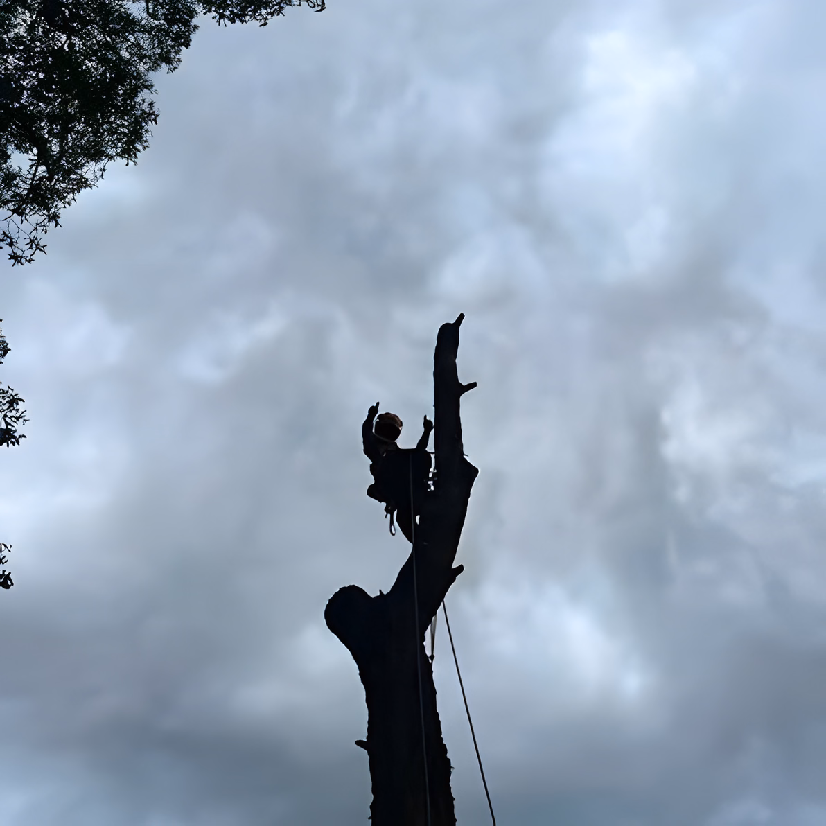 Arborist climbing a tall storm-damaged trunk to dismantle it against a cloudy sky