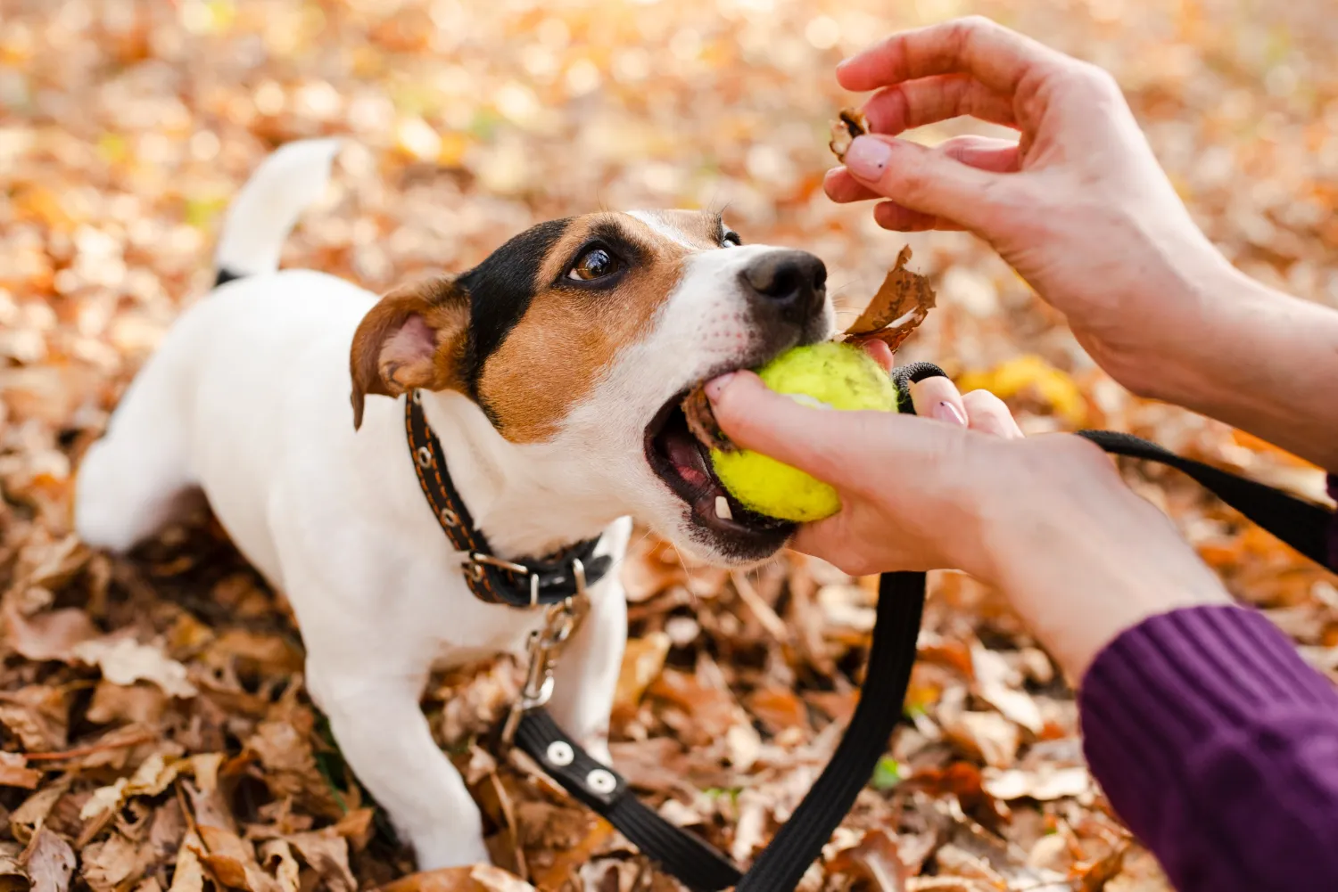 A person feeding a dog a tennis ball.