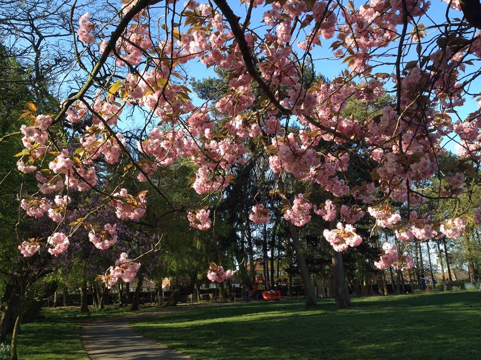 Pink cherry blossom branches over a paved path in a green park with tall trees on a sunny day.