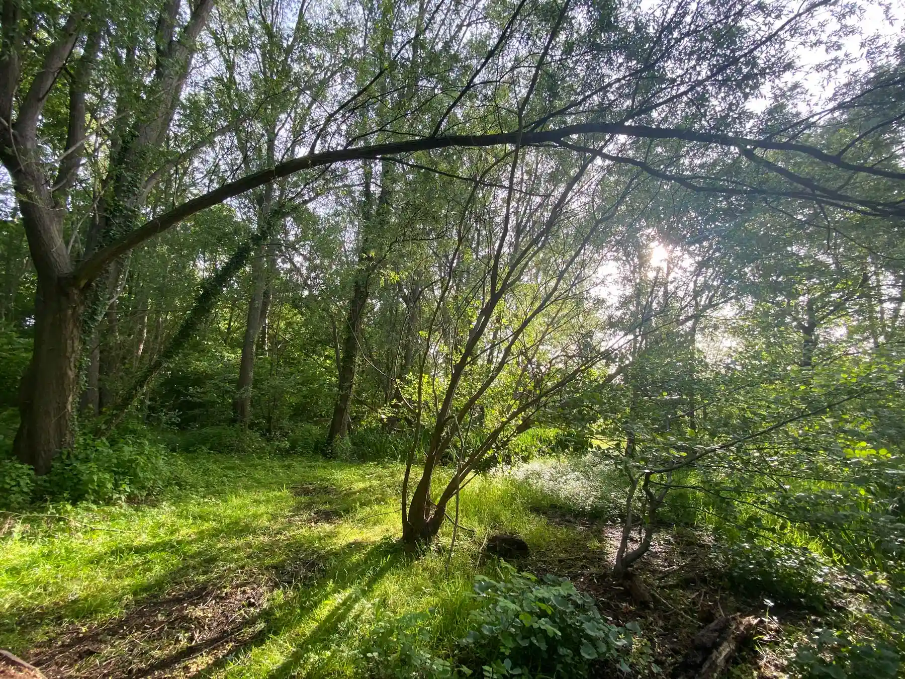 Sunlight filtering through dense trees in a lush green forest with grass and undergrowth.