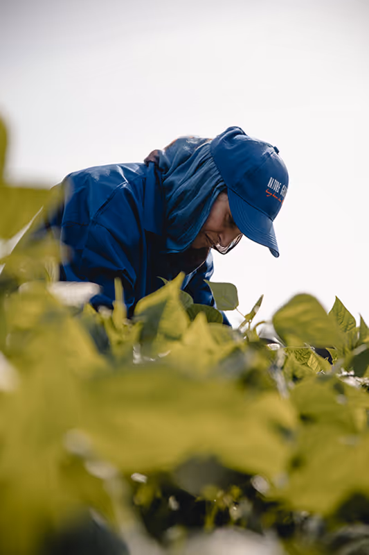 Fresh green beans grown by Agroatlas