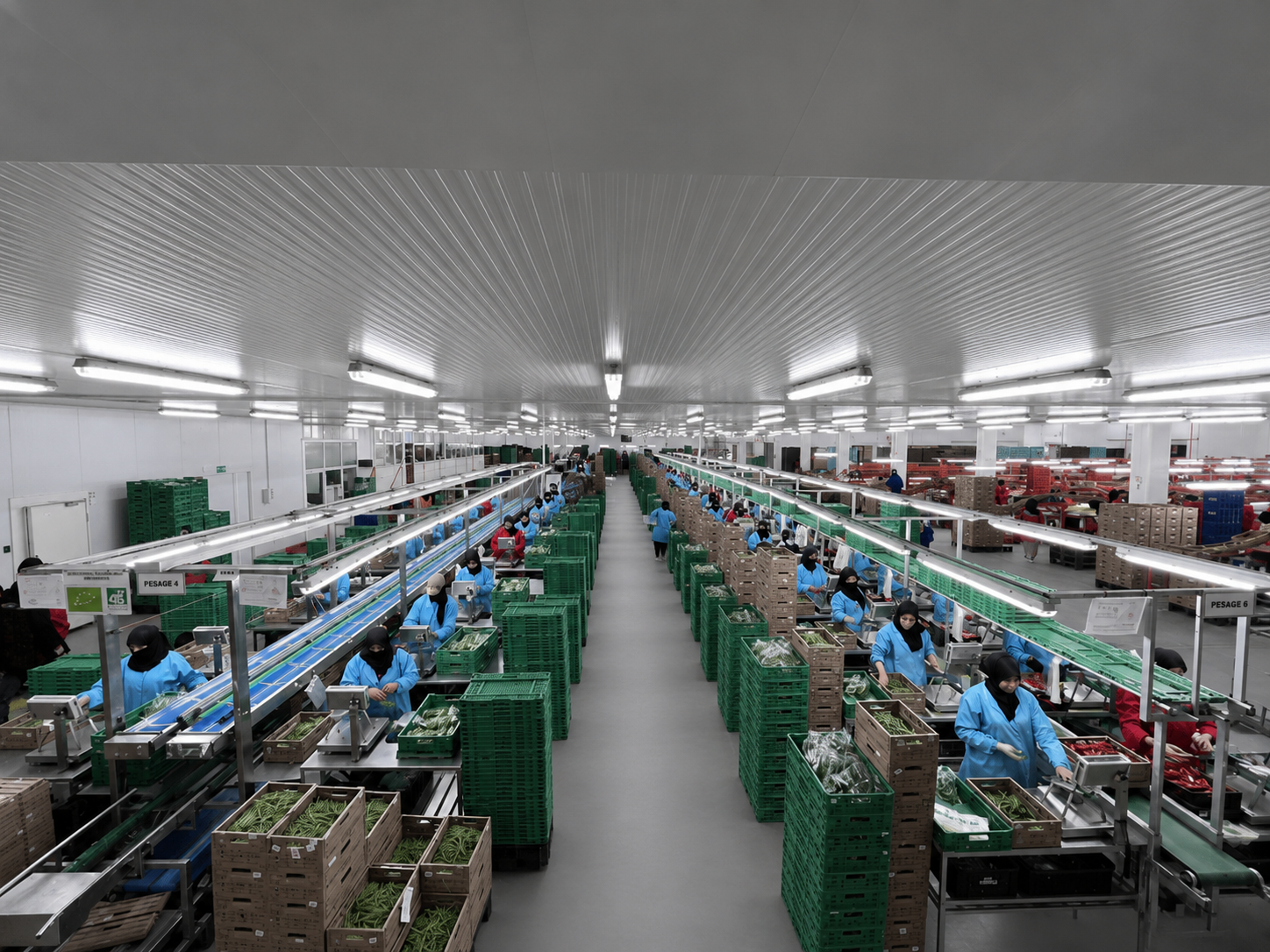 Workers in blue uniforms sorting and packing green vegetables on long conveyor belts inside a large, brightly lit warehouse.