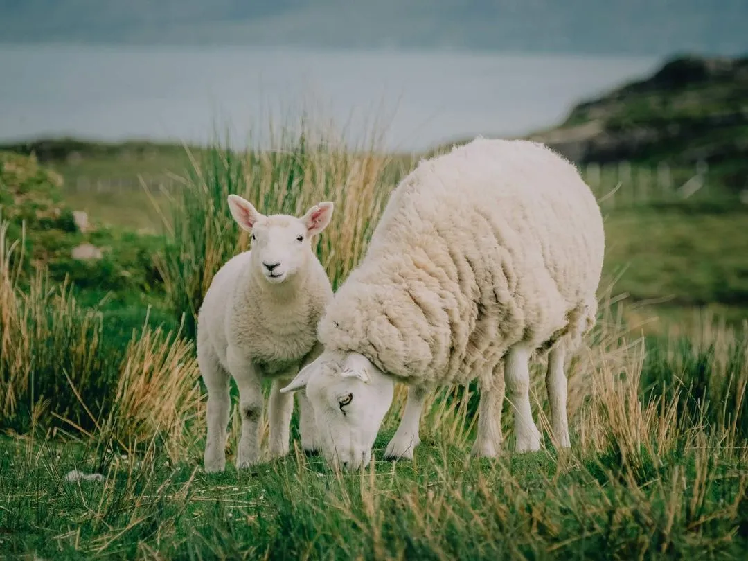 White sheep grazing on grass with a lamb standing beside it in a green field.