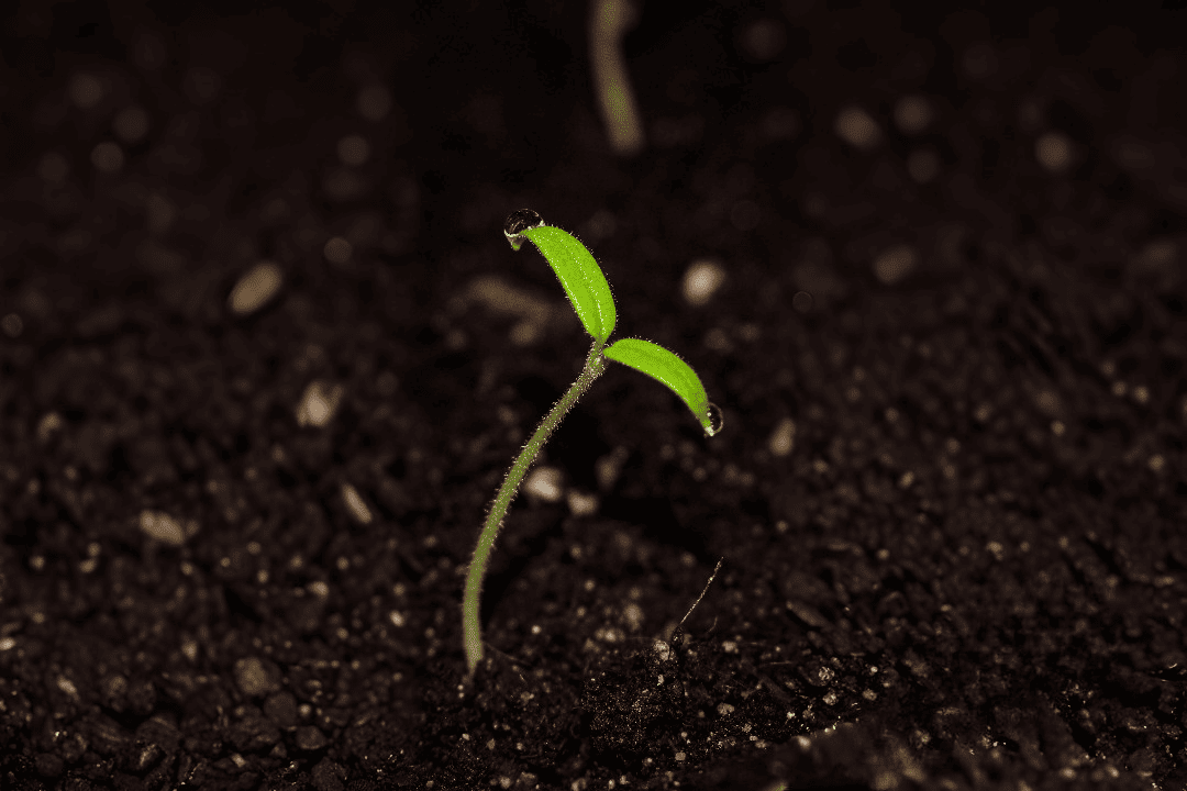A tiny green sprout emerging from dark soil, representing the start of a mission or growth.