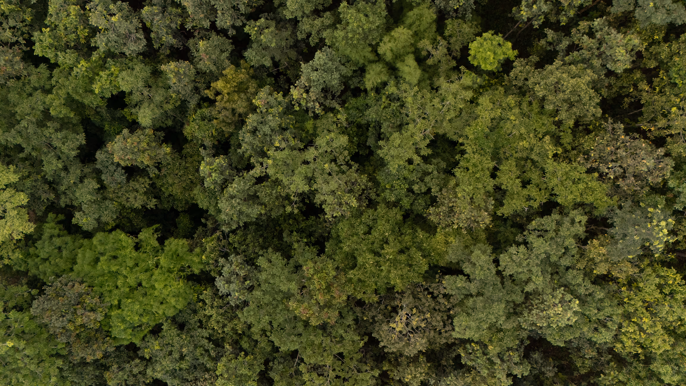 Aerial view of a dense green forest canopy.