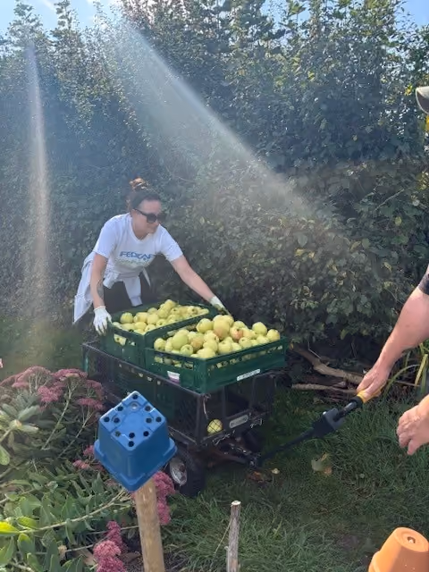 A Fedcap volunteer wearing a Fedcap t-shirt collects apples into crates outdoors in a garden.