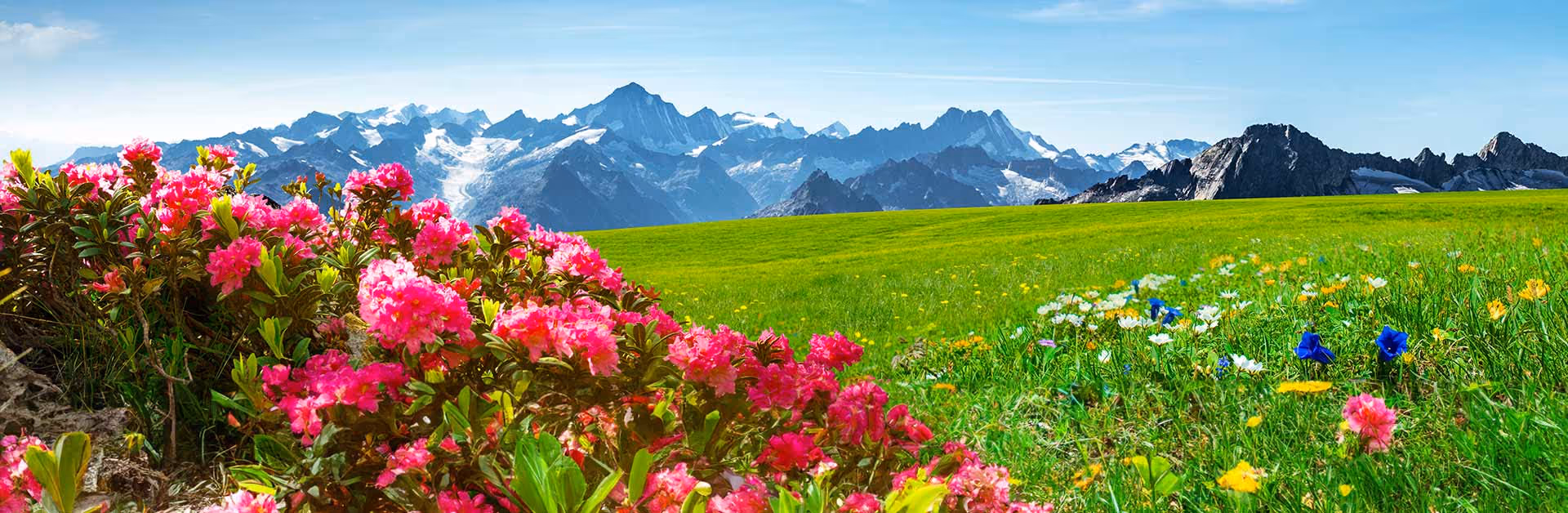 Leuchtende Alpenblumen und Bergwiese mit Wildblumen vor verschneiten Gipfeln in der Zentralschweiz – Symbol für regionales Webdesign und Naturverbundenheit in Schwyz, Pfäffikon SZ und am Zürichsee