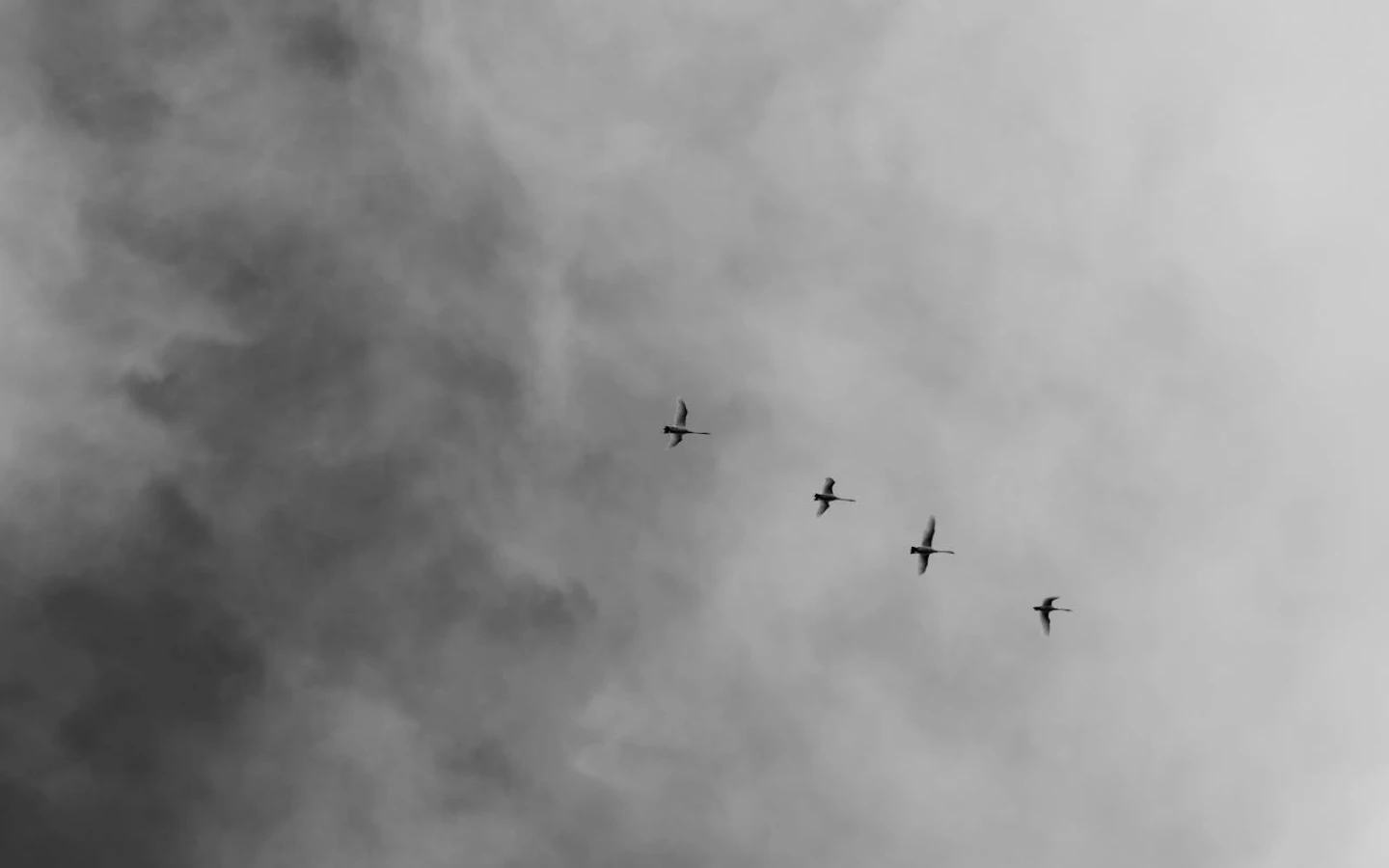 Group of birds flying across a dramatic, cloudy sky in grayscale tones.