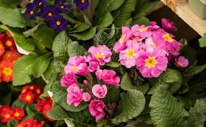 Fleurs de primevères roses, violettes et rouges entourées de feuillage vert.