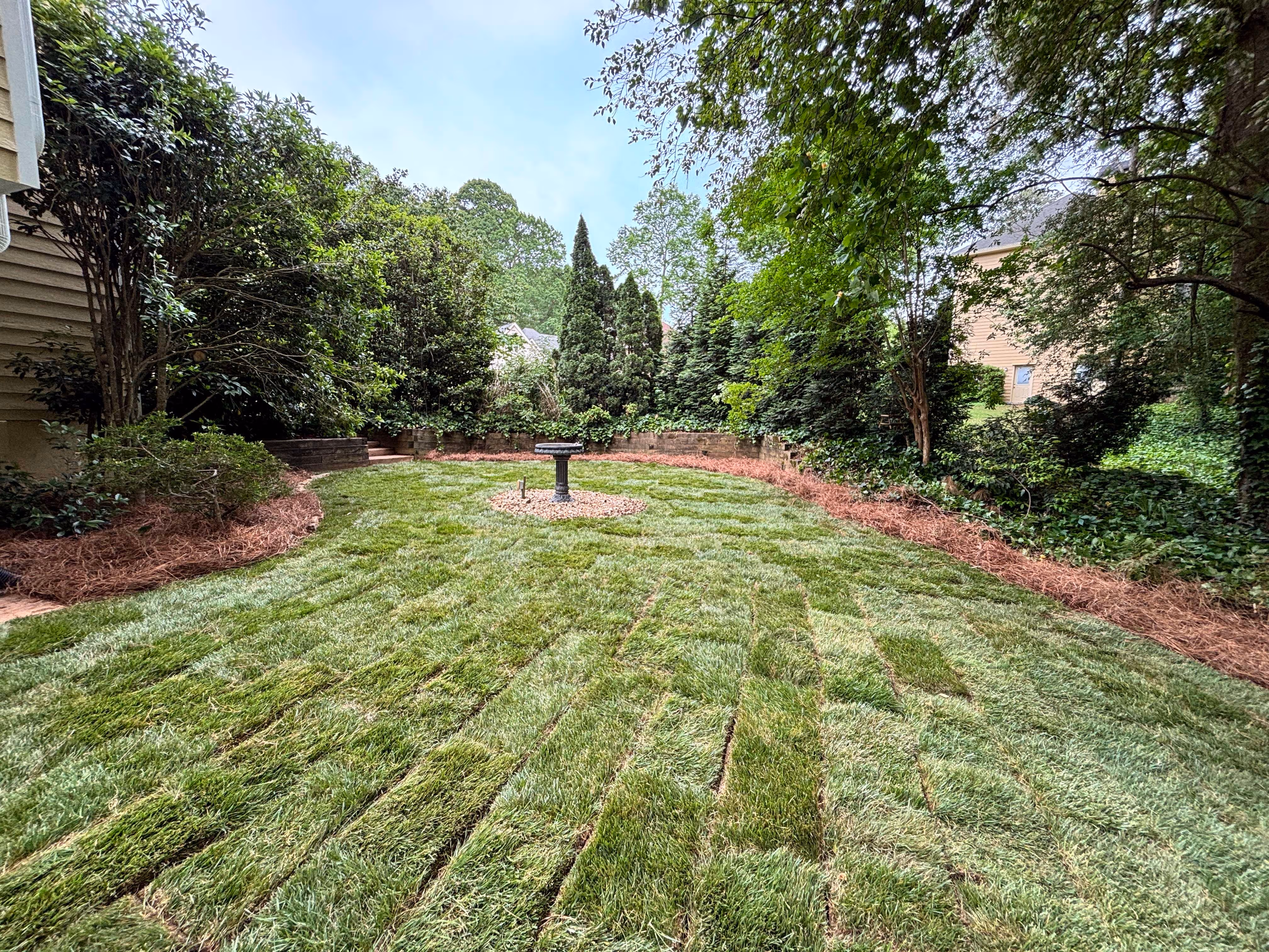 sod lawn with pine straw and trees in background