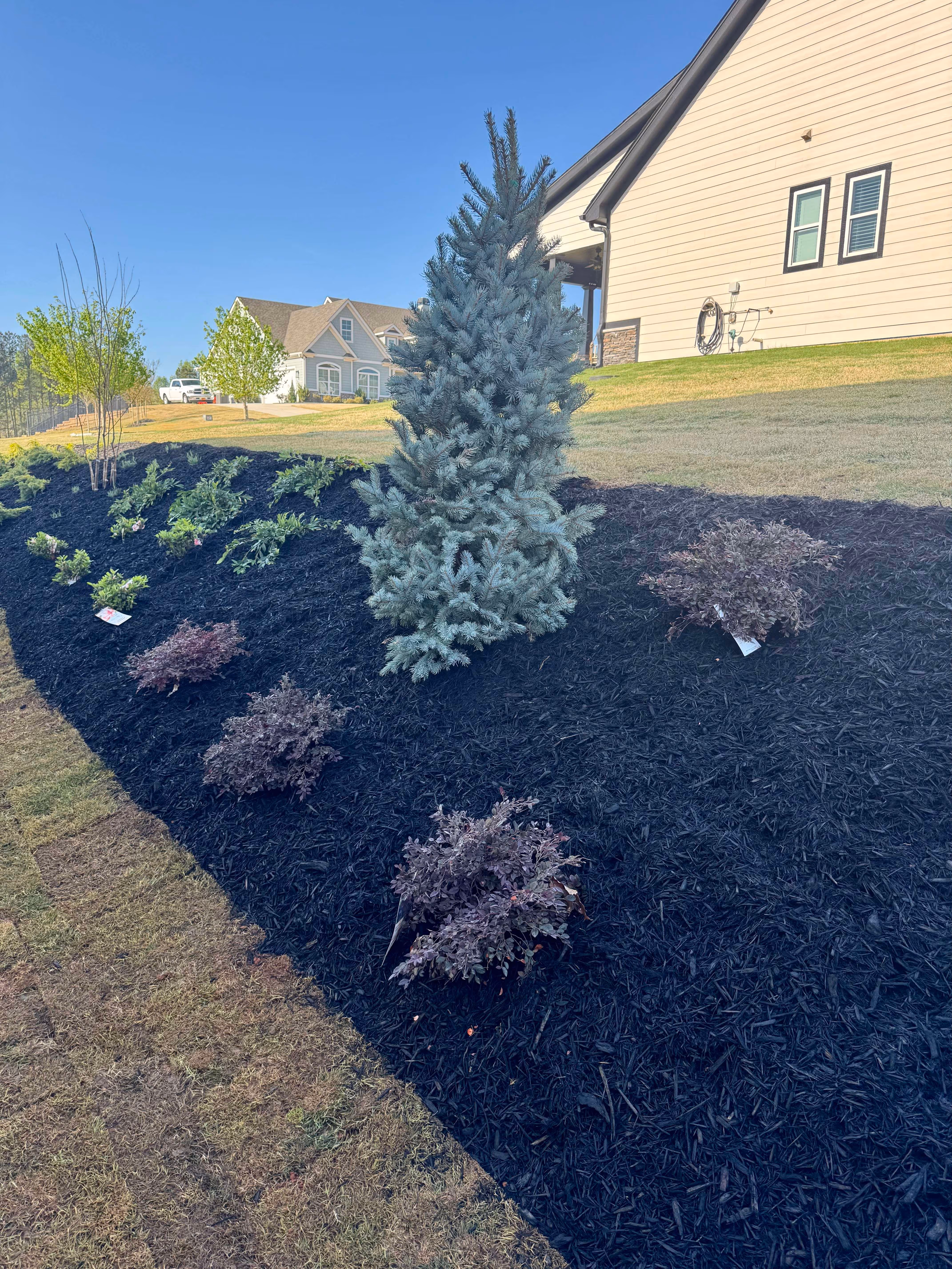tree and plants in well manicured lawn with home in background