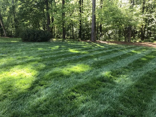 green landscape with sod in foreground and trees and bushes in background