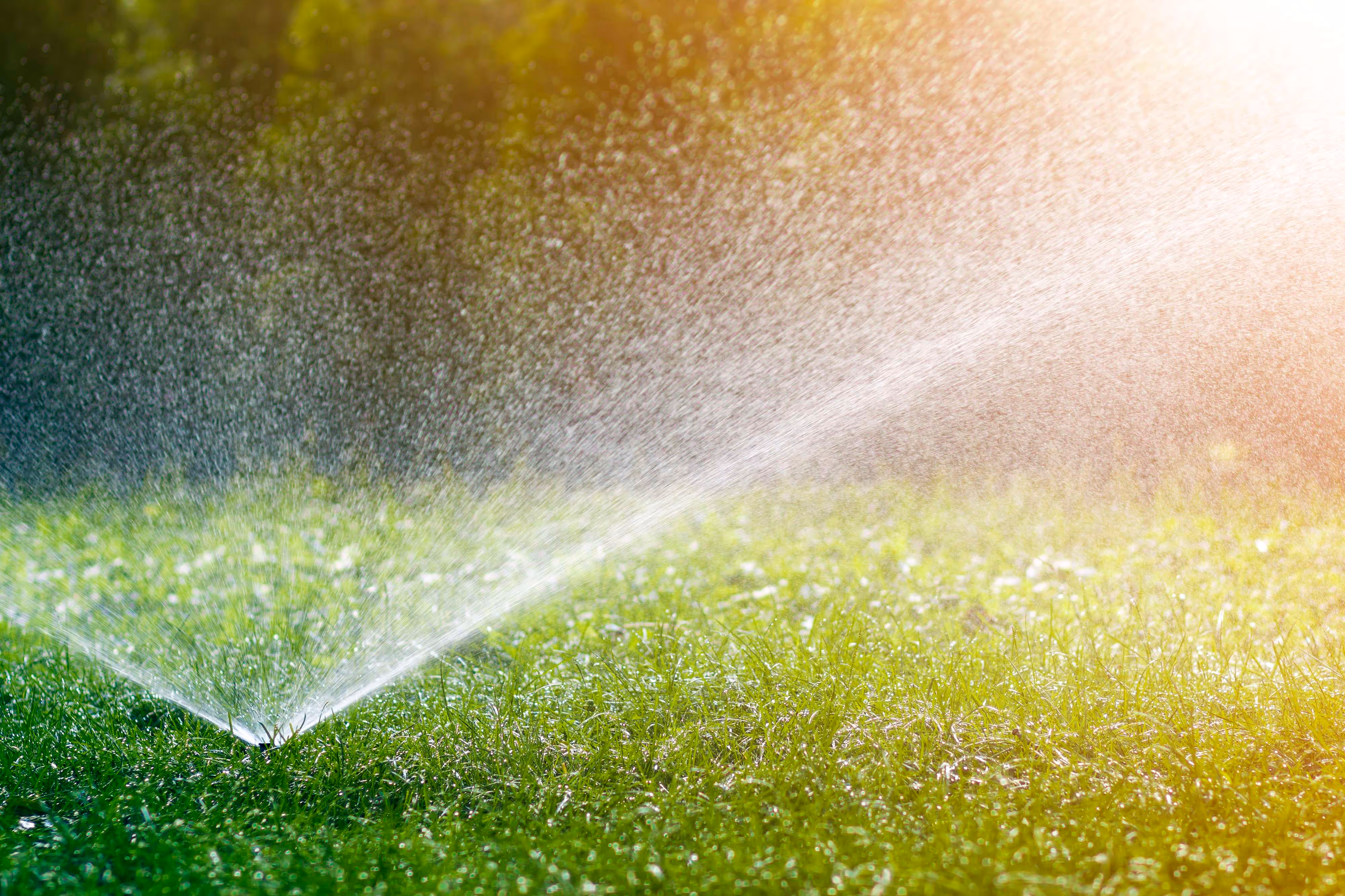 Lawn sprinkler spraying water over a green grass lawn with sunlight in the background.