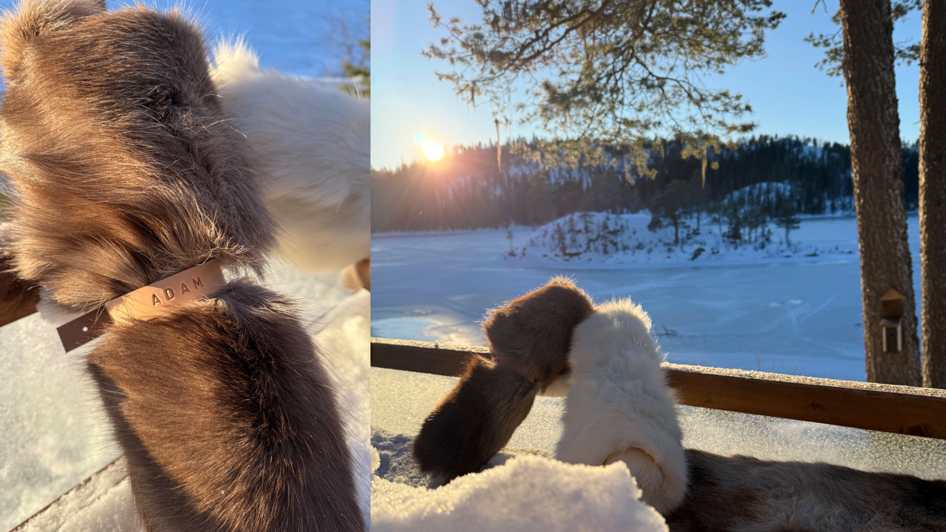 image of traditional chinese medicine ingredients
