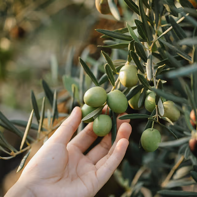 Hand gently holding green olives on a branch of an olive tree.