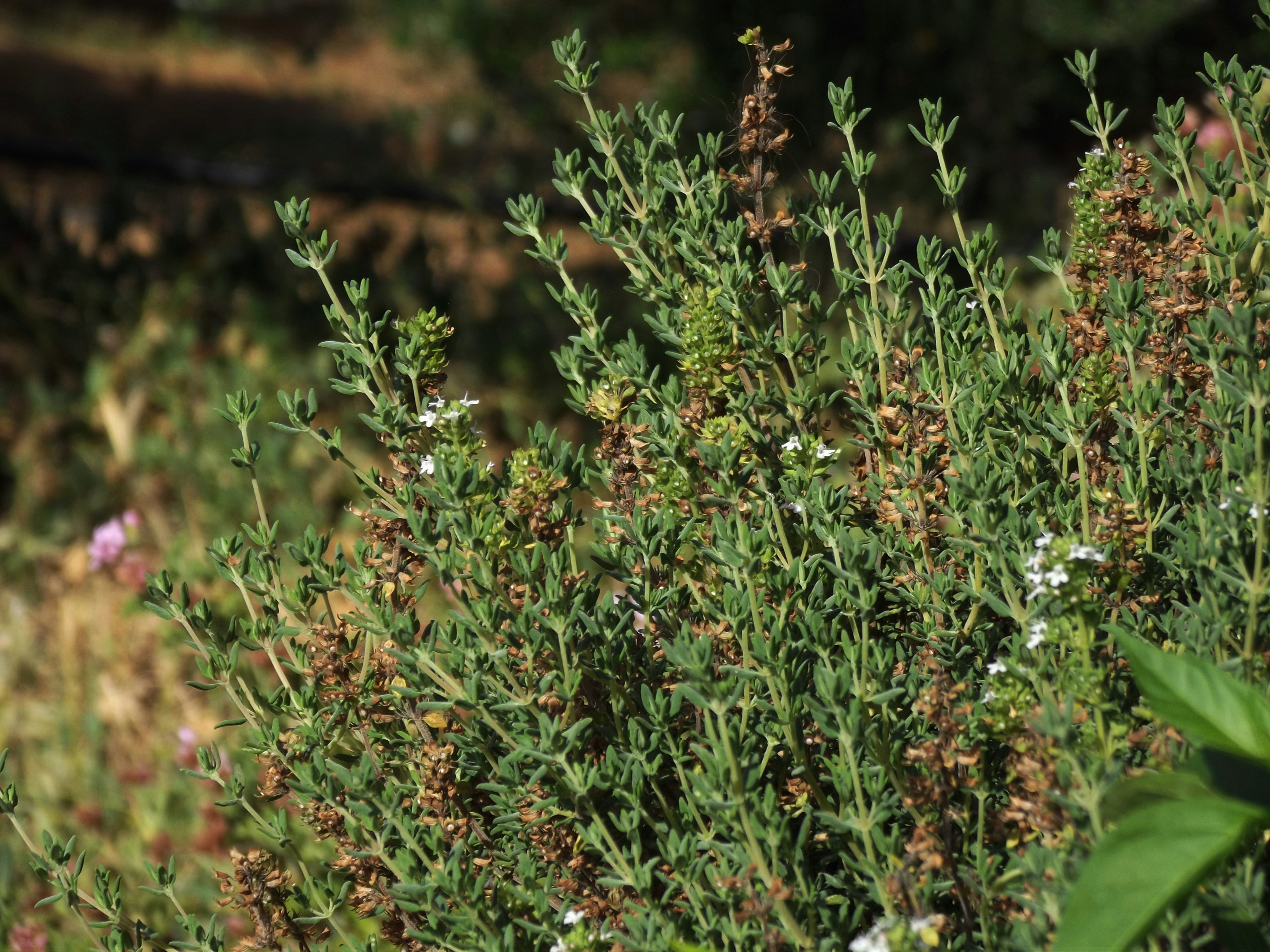 The healing land: Crete’s wild herbs & ancient wisdom