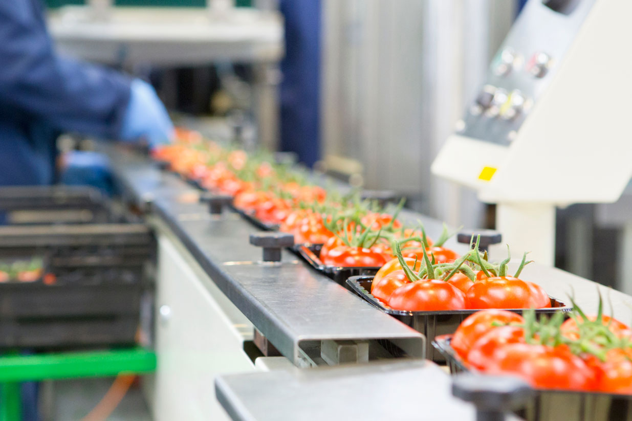 Worker wearing blue gloves sorting green avocados on a conveyor belt in a factory.