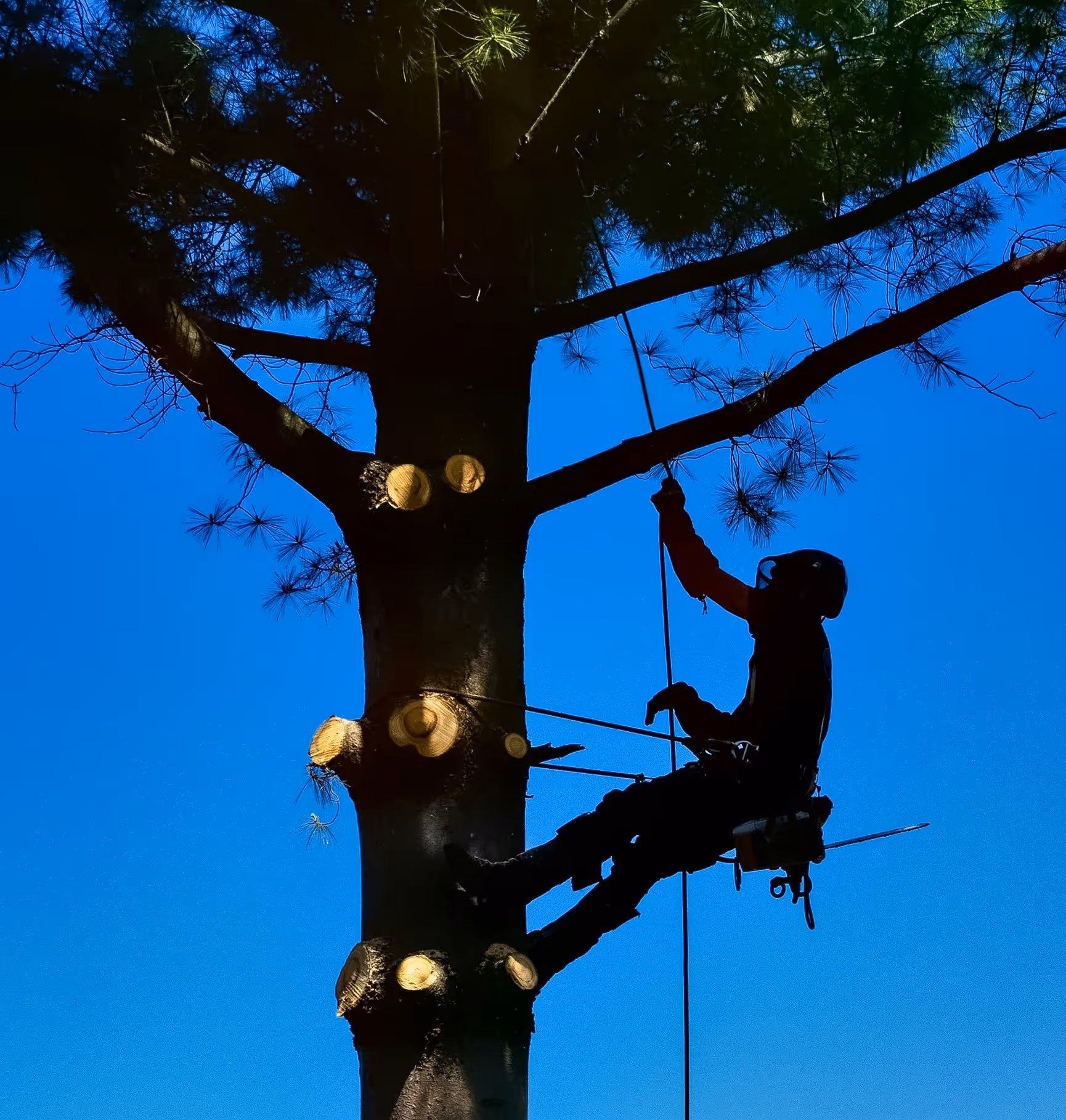 A tree service professional trimming a tall tree while suspended by ropes.
