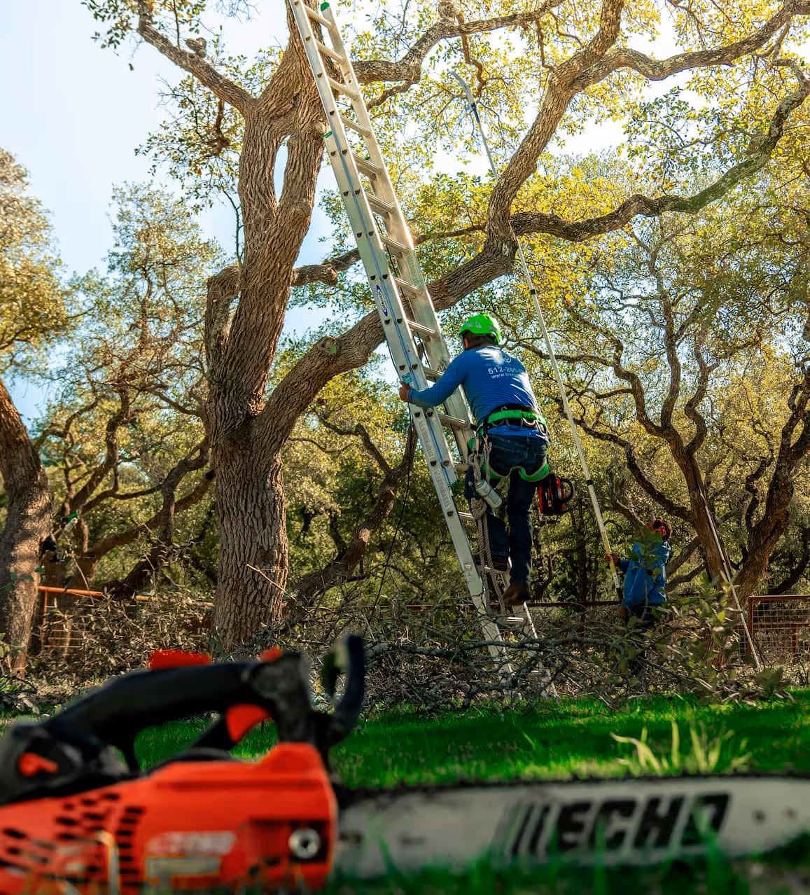 Tree service professional climbing a ladder to trim a tree.