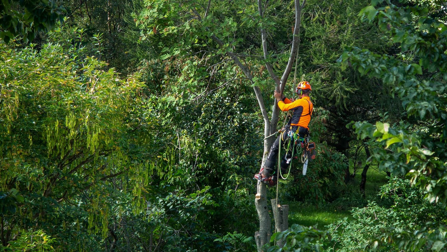 A tree service crew trimming a tree in a suburban residential front yard.