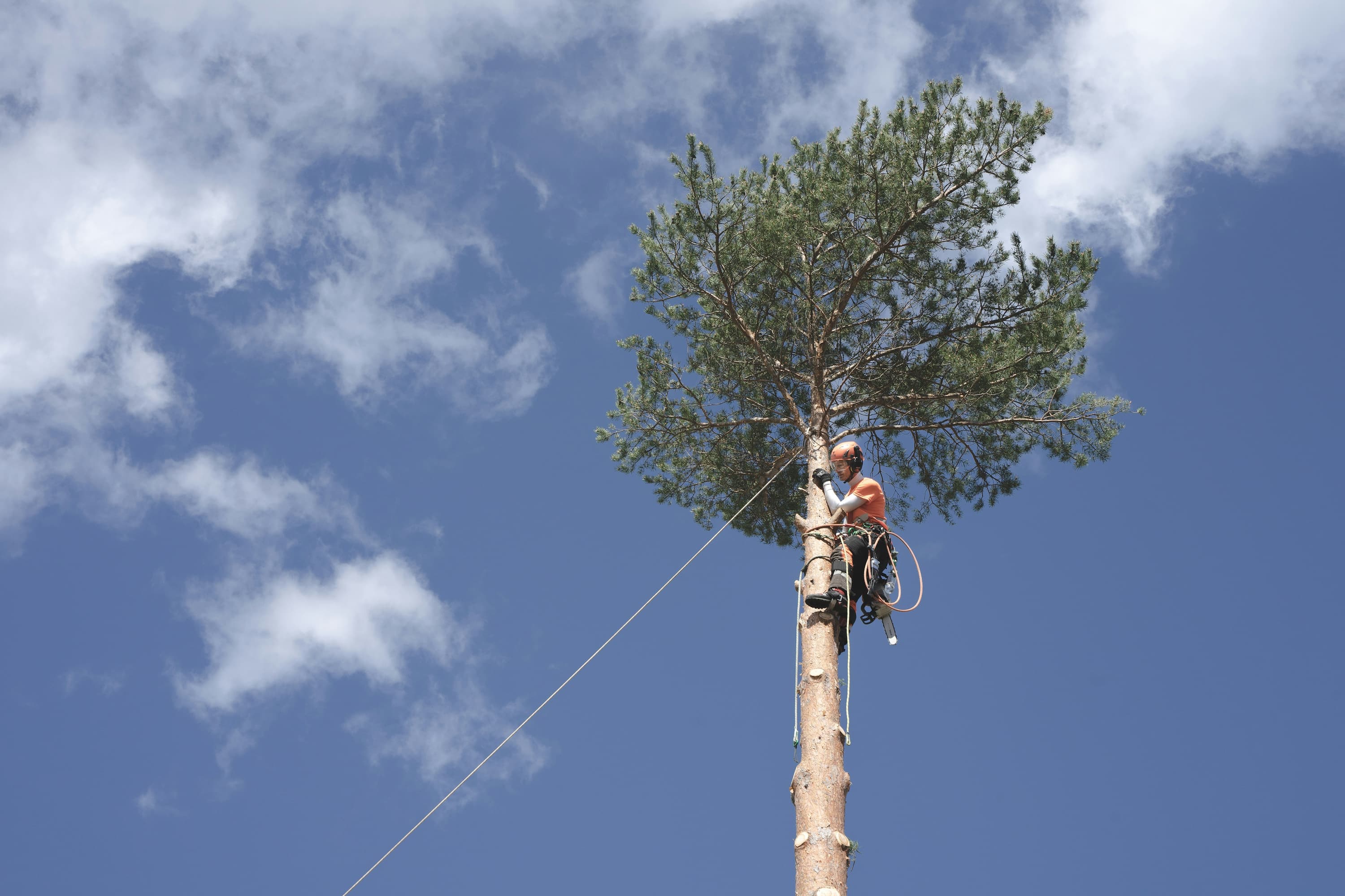 A tree service crew trimming a tree in a suburban residential front yard.