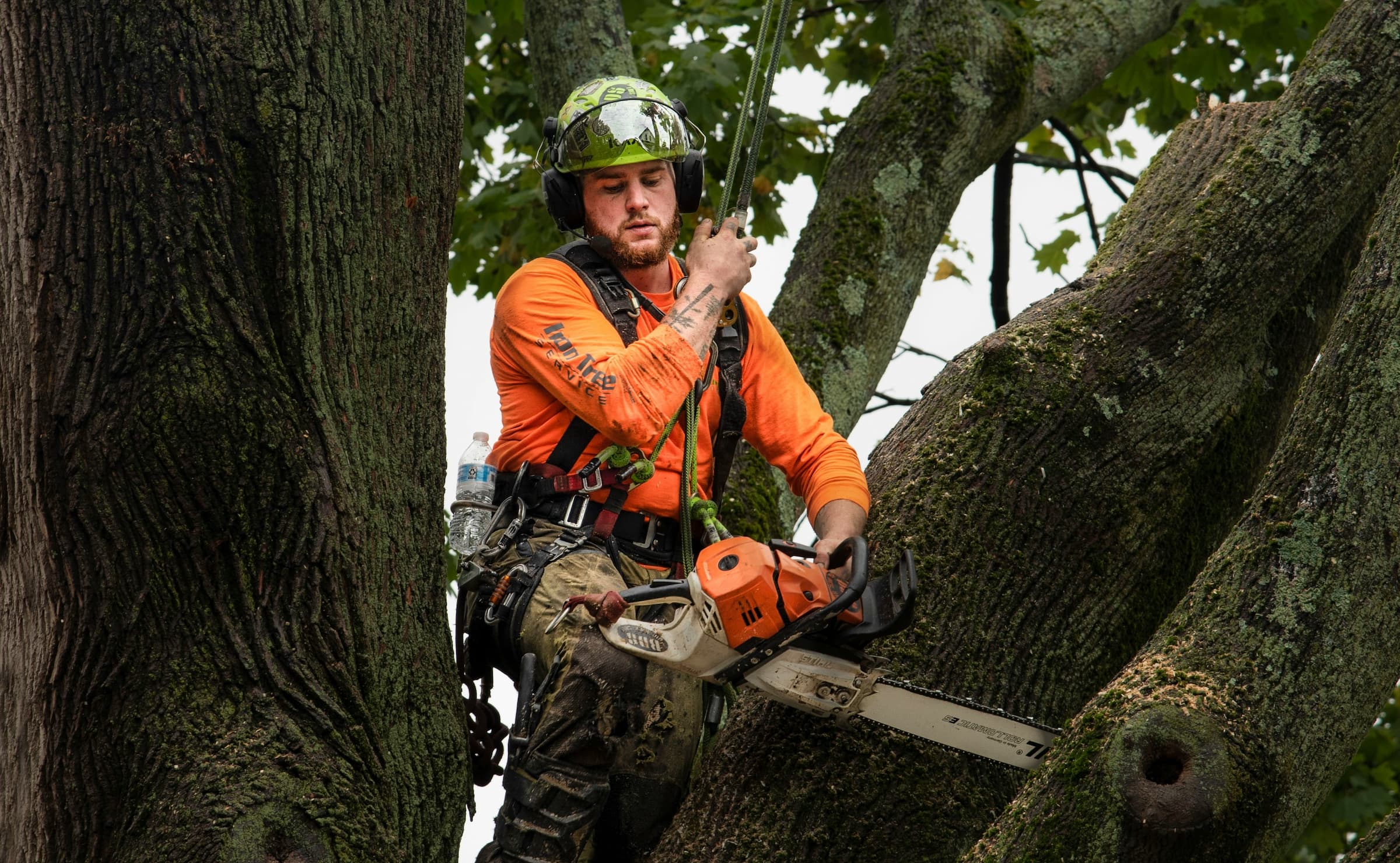 A tree service crew trimming a tree in a suburban residential front yard.