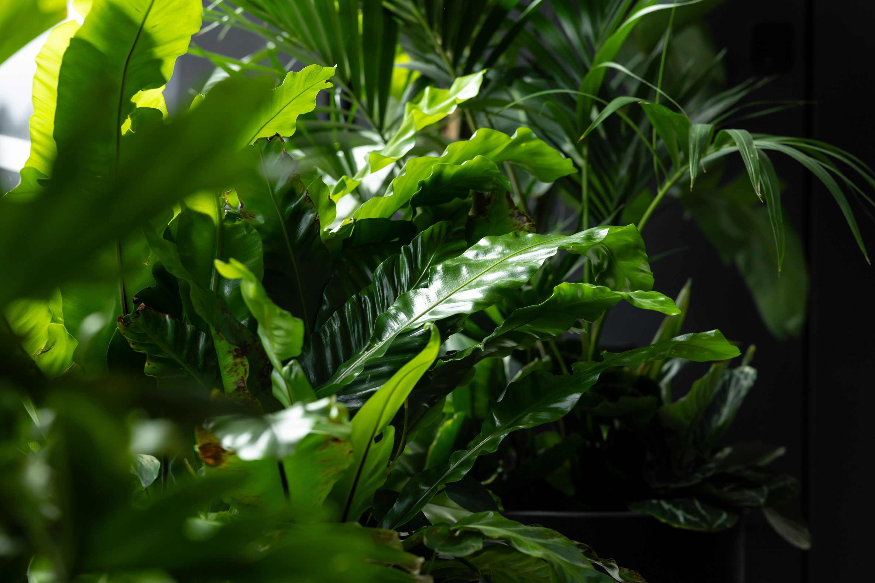 Interior planting by GreenAir at Deloitte Centre Auckland with greenery enhancing the modern commercial office environment