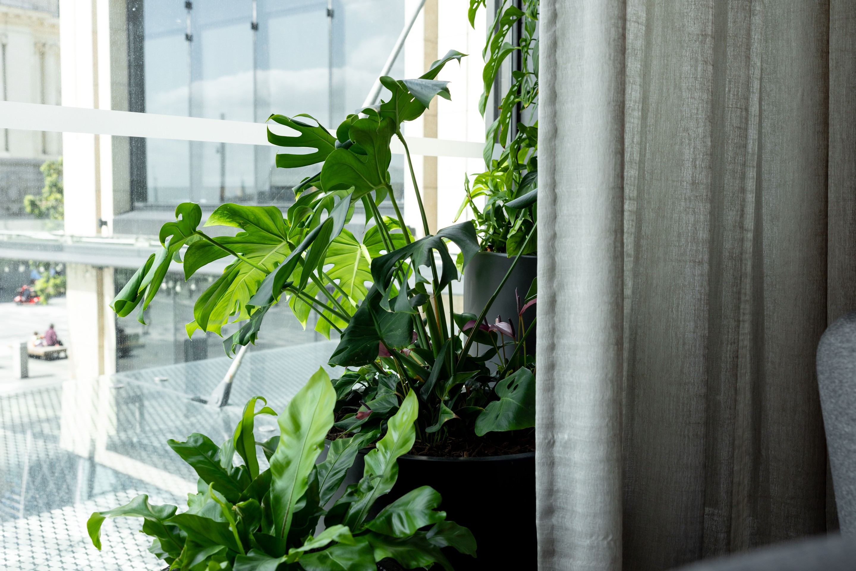 GreenAir commercial plant installation at Deloitte Centre Auckland with diverse indoor species transforming office common areas