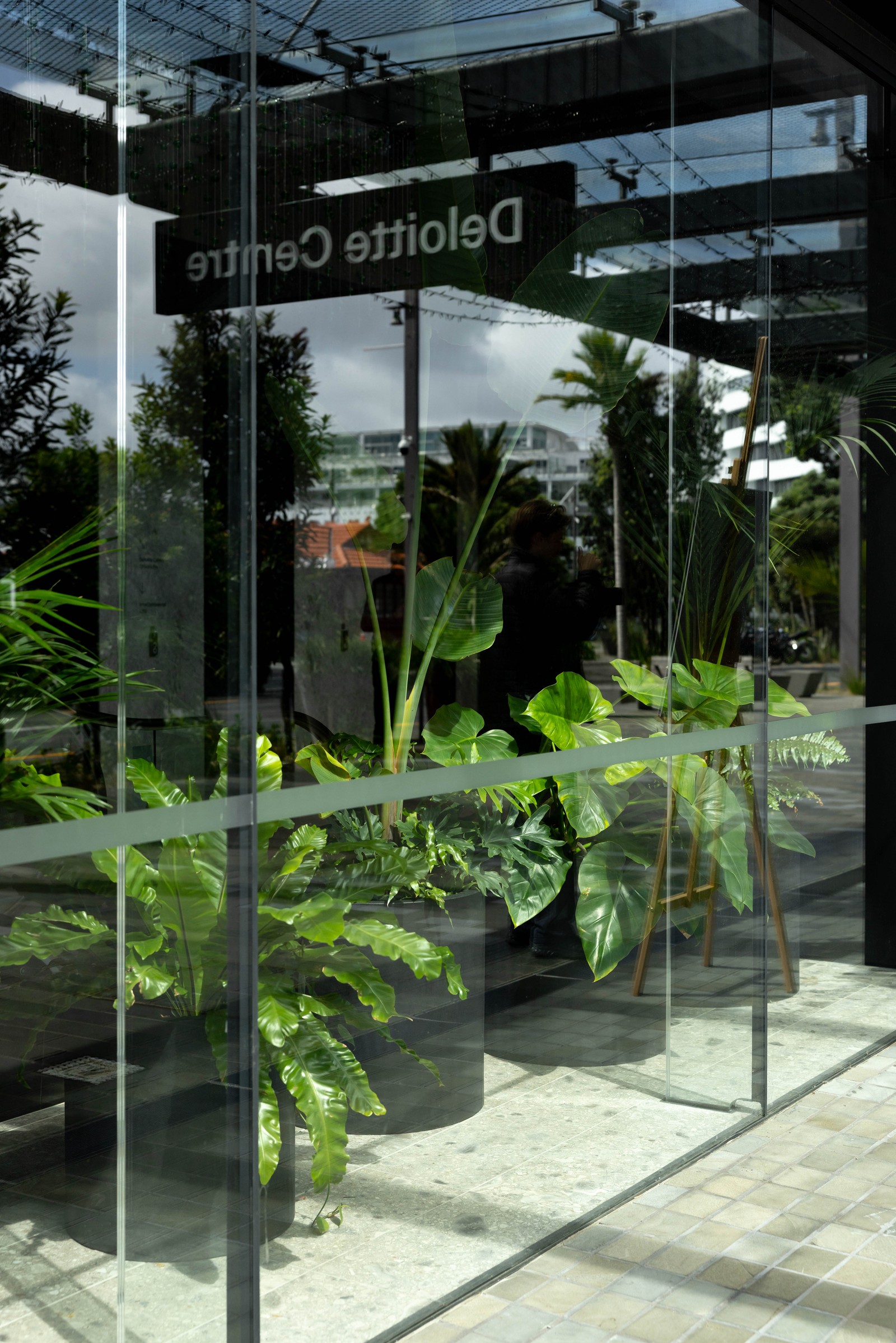 GreenAir maintained indoor plants at Deloitte Centre Auckland creating a healthier productive commercial office workspace