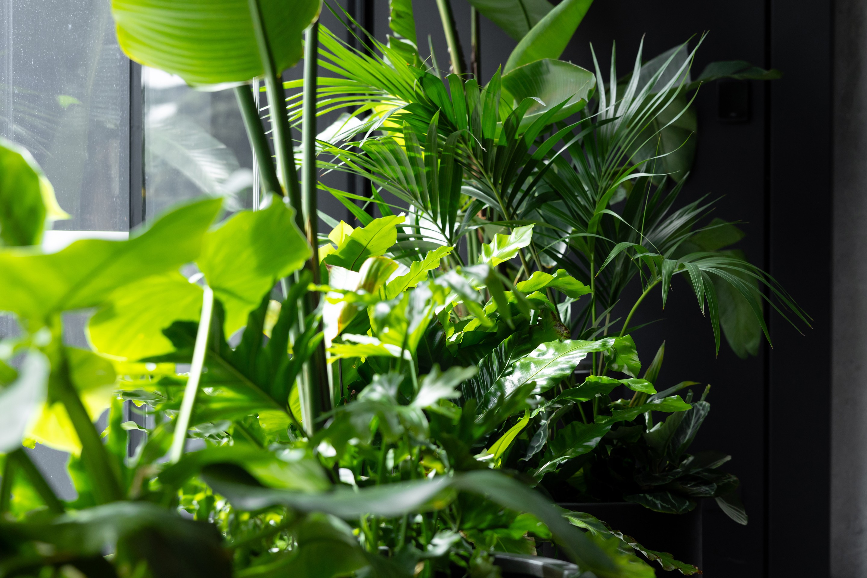 Deloitte Centre Auckland commercial office interior with GreenAir designed planting creating biophilic workspace