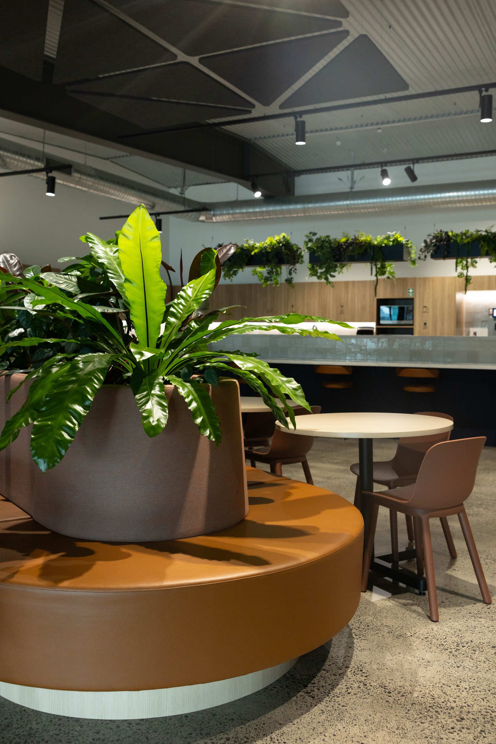 GreenAir curated indoor plants at Gallagher Hamilton with species selected for premium commercial office conditions