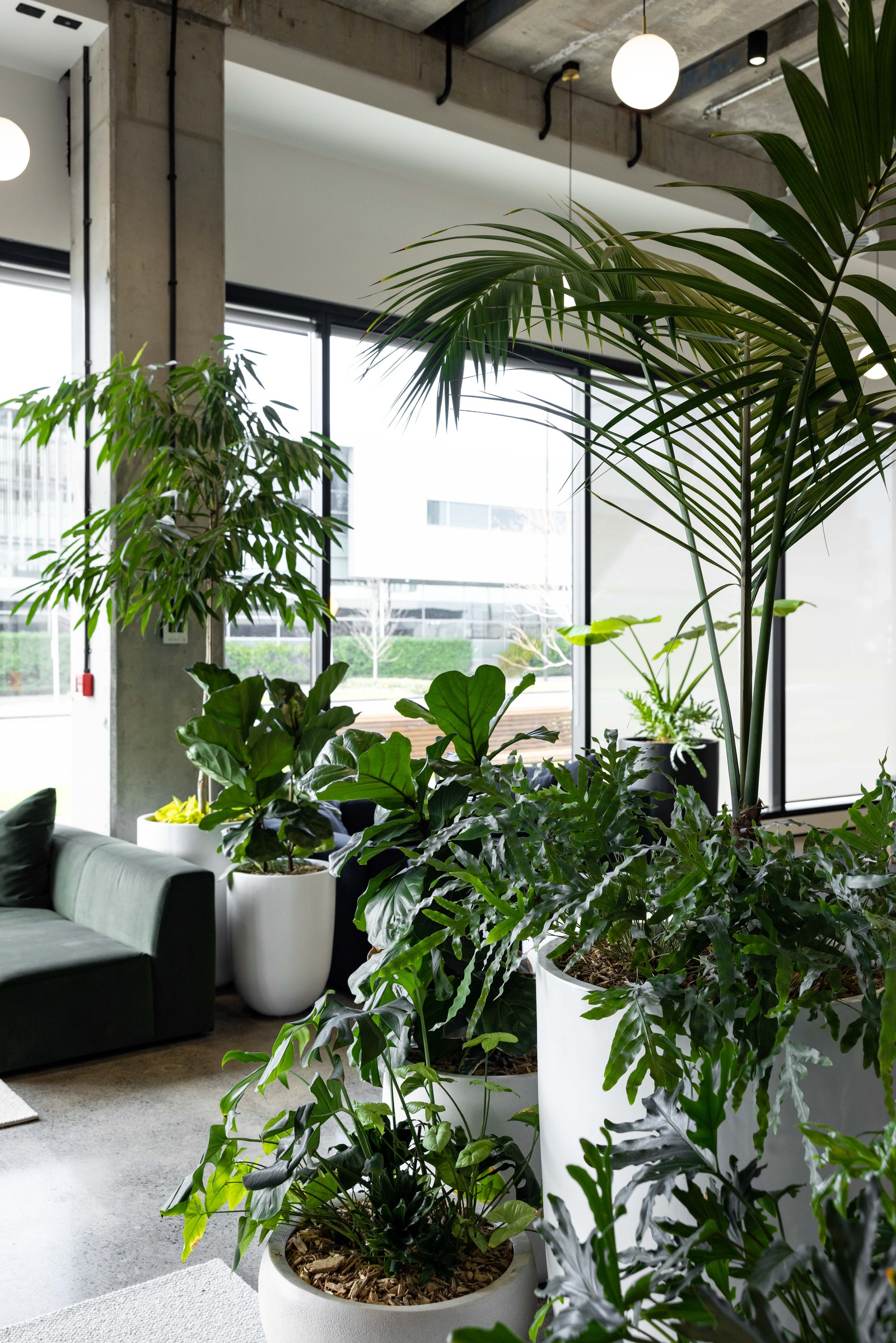 GreenAir maintained indoor plants at Johnson Corner Auckland creating a healthier productive commercial workspace environment