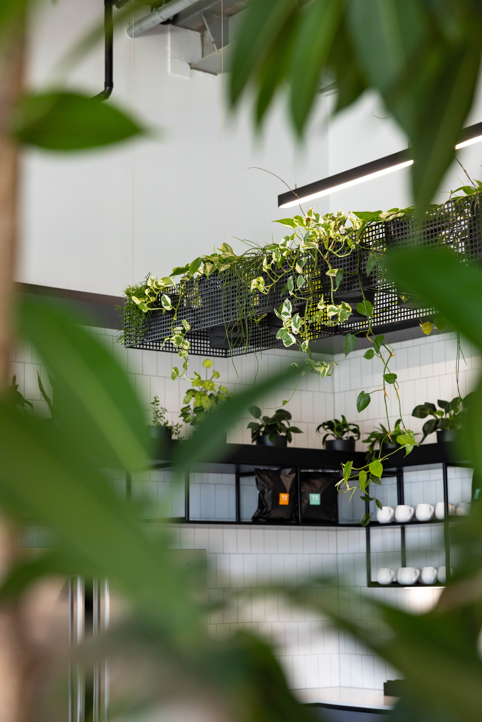 GreenAir plant design at Johnson Corner Auckland bringing biophilic warmth to premium commercial workspace