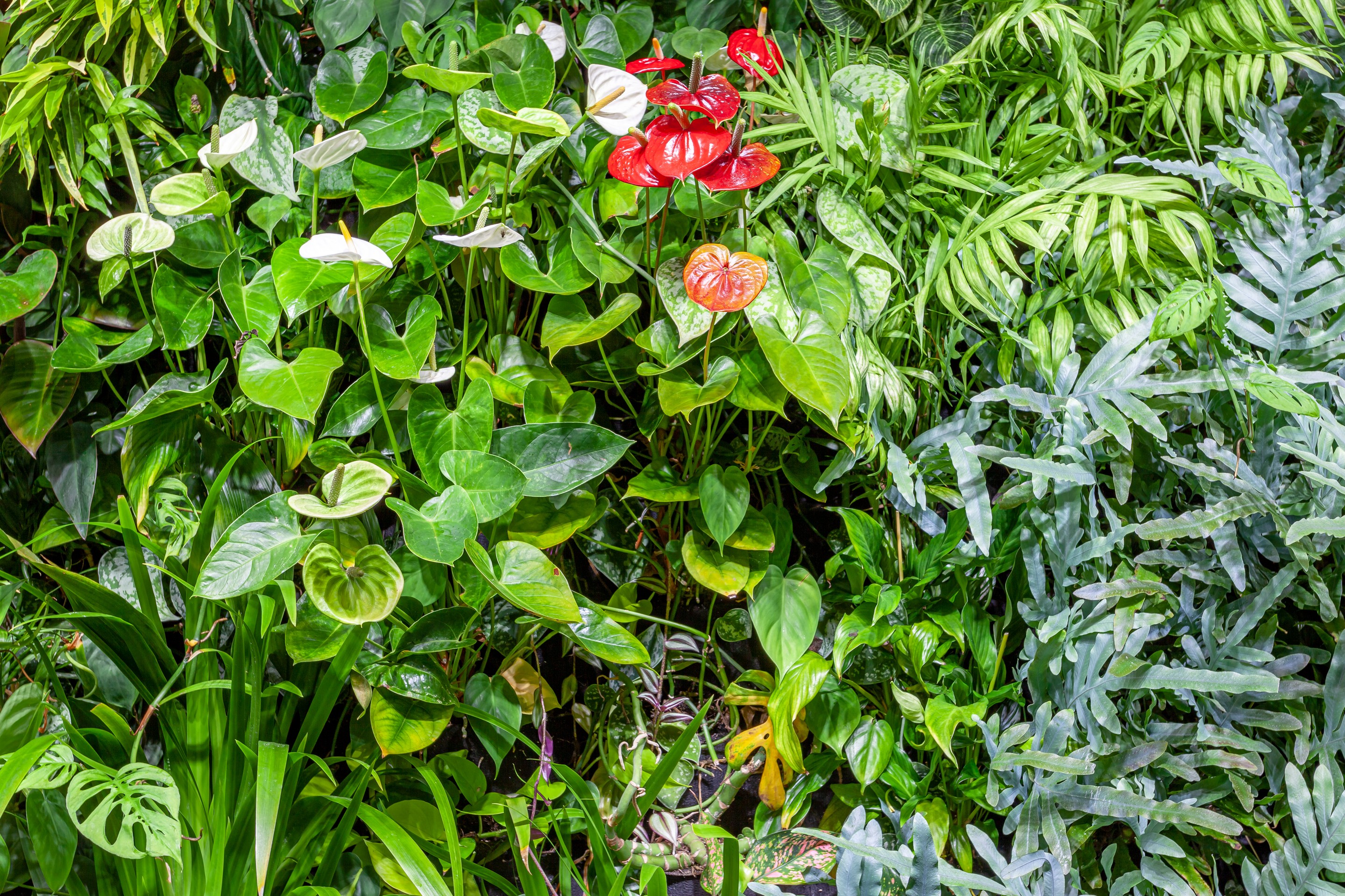 GreenAir interior planting at Hoppers Head Office Auckland with anthuriums and ferns