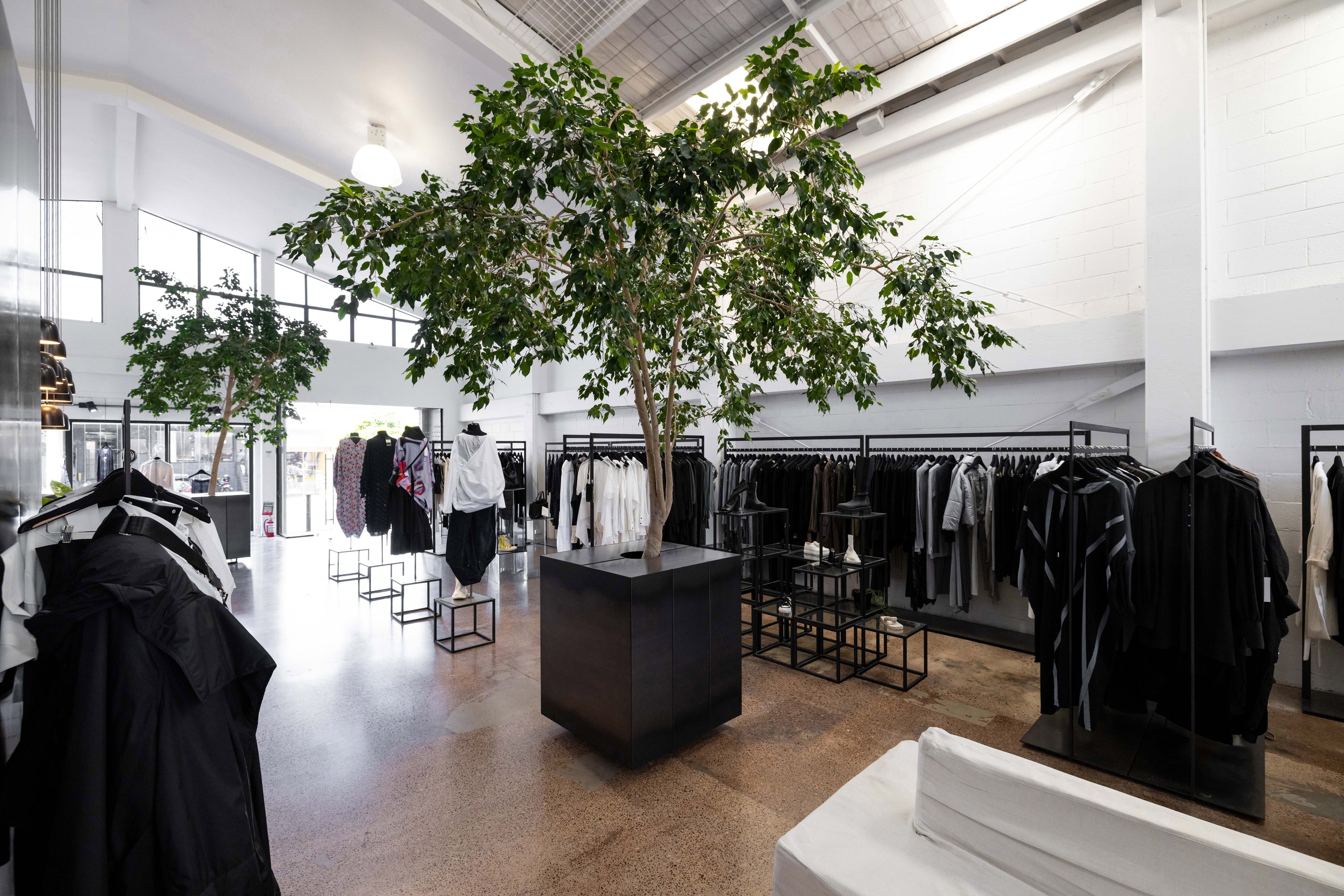 Living ficus tree in a black steel plinth at The Shelter designer fashion store, Auckland, by GreenAir
