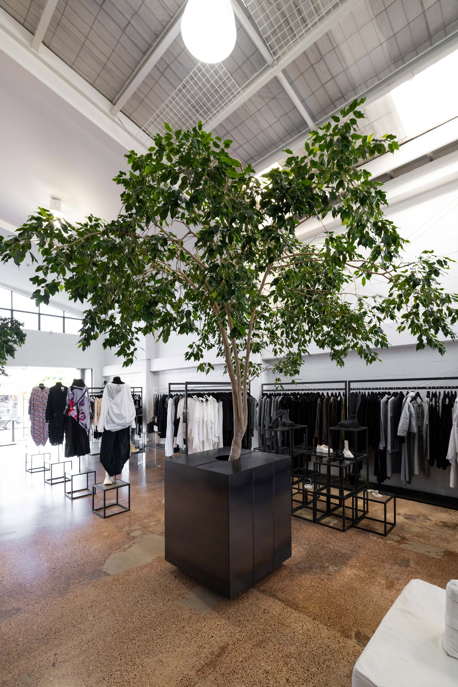Indoor ficus tree growing from a custom steel counter at The Shelter boutique, Auckland, by GreenAir