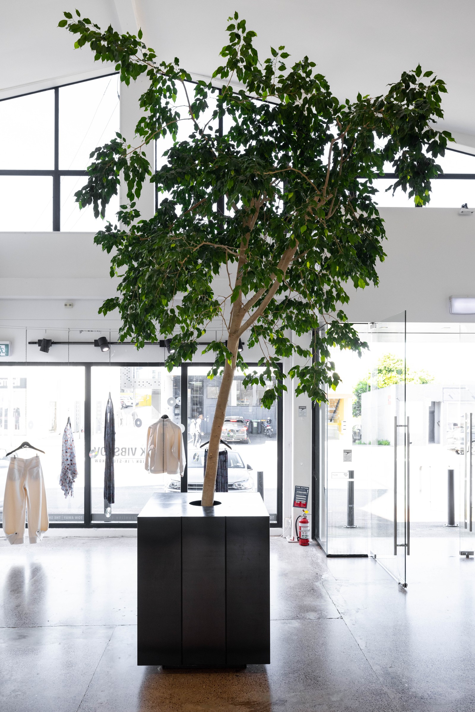 Ficus tree framing the entrance at The Shelter fashion store, Auckland, by GreenAir