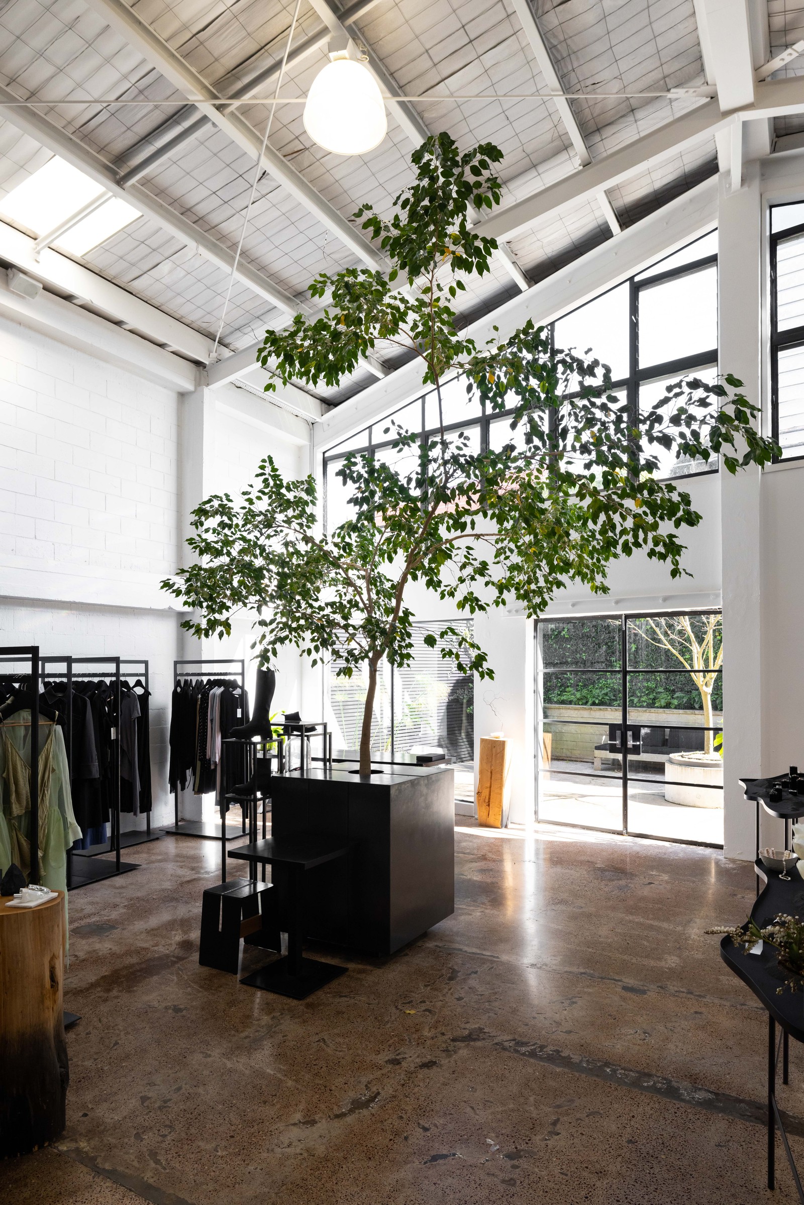 Tall indoor tree beside the windows at The Shelter fashion store, Auckland, by GreenAir