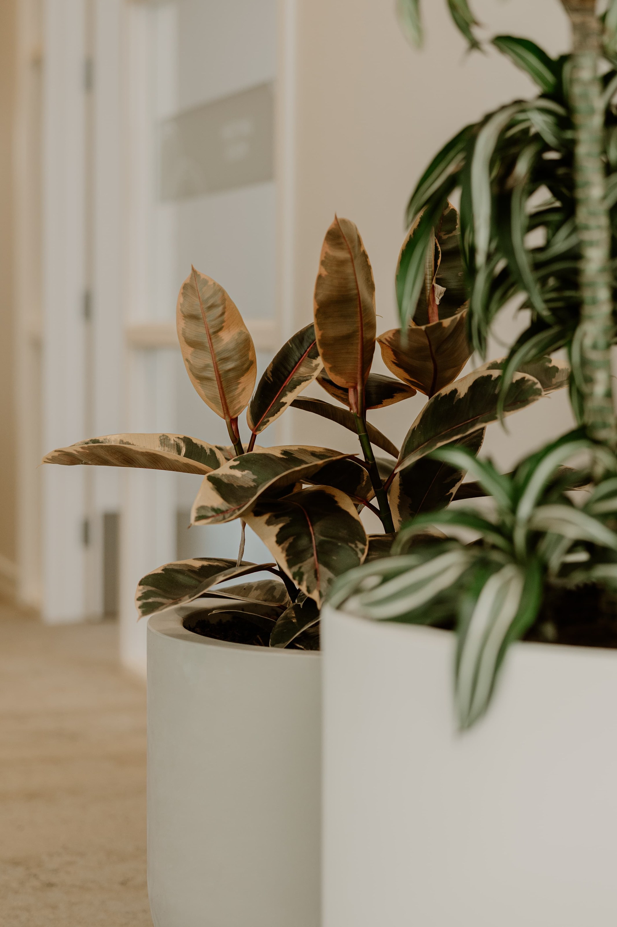 Tropical indoor greenery installation at Arvida village by GreenAir commercial plant hire Auckland
