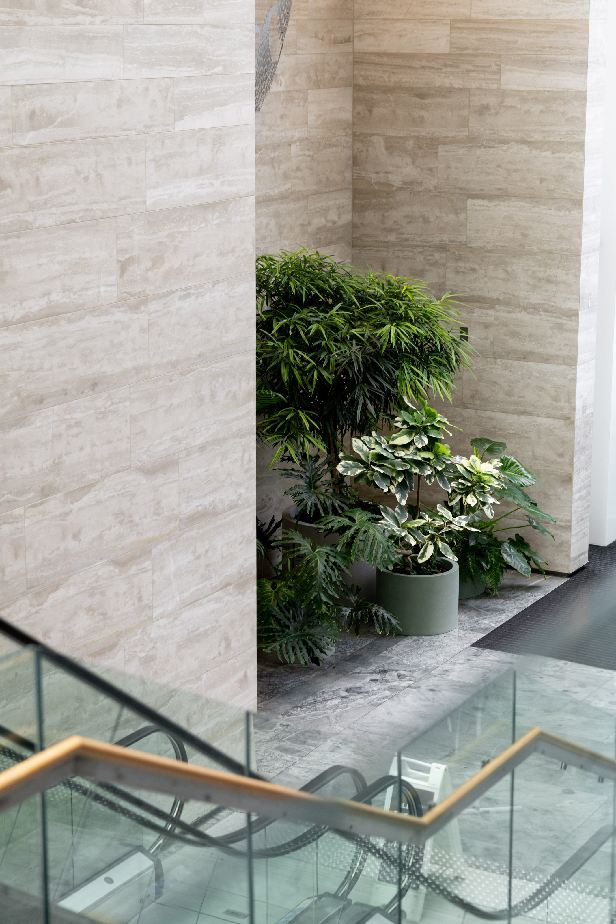 GreenAir plant styling at ANZ Centre Auckland entrance with Ficus Lyrata and Spathiphyllum creating a welcoming biophilic corporate lobby