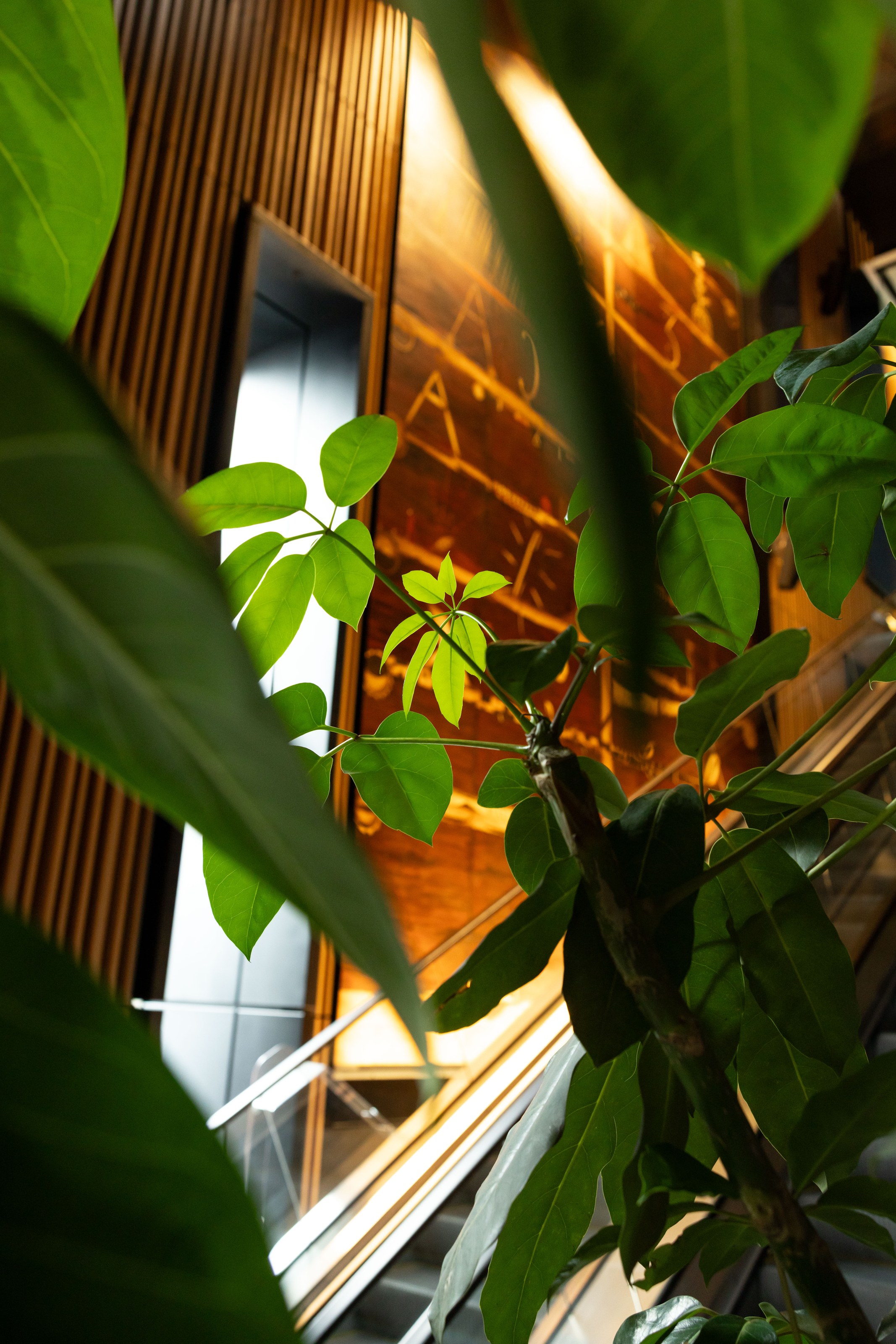 GreenAir specimen plant display at NZICC Auckland entrance foyer with large-format Ficus and Strelitzia creating dramatic biophilic welcome