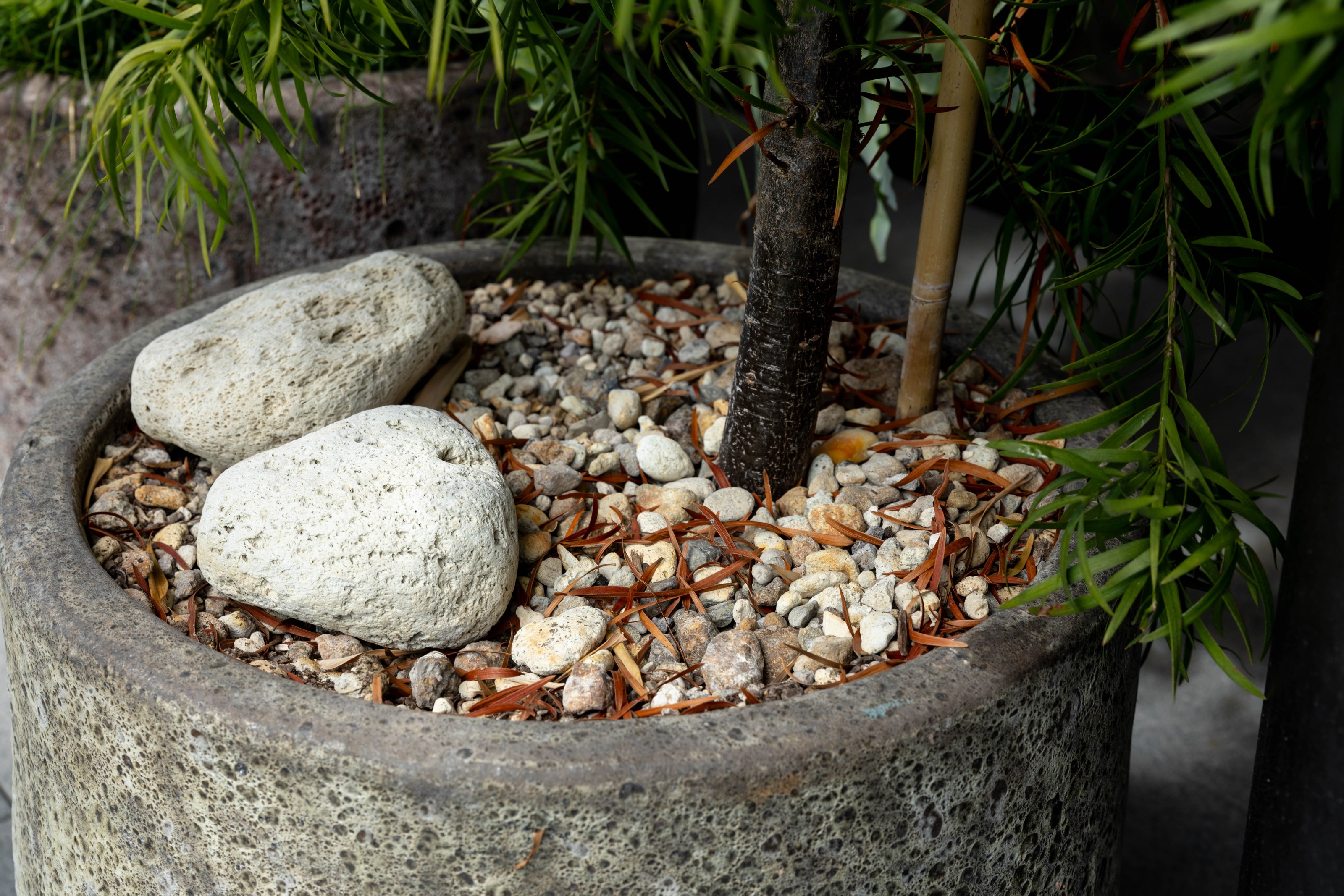 Biophilic restaurant design featuring curated plants at Advieh by GreenAir commercial plantscaping Auckland