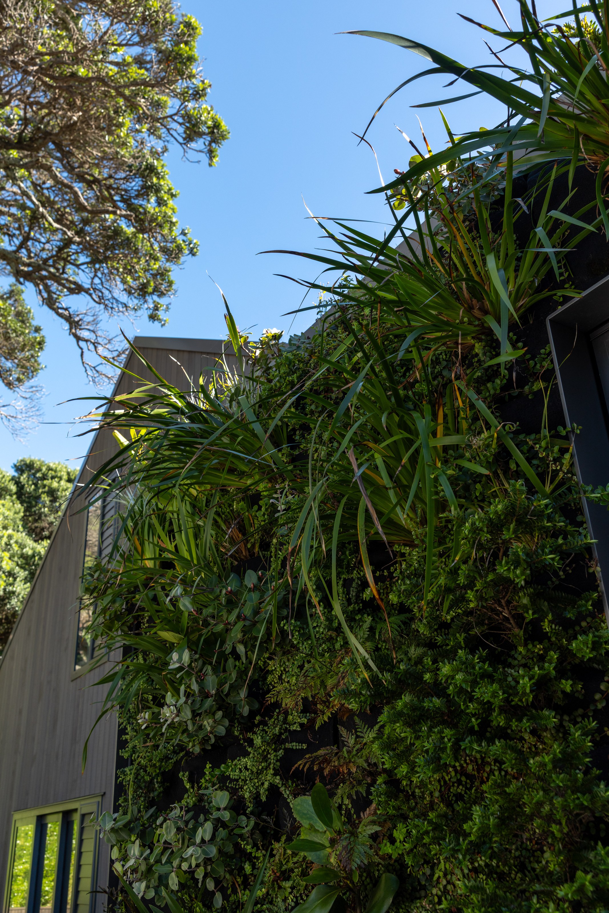 Personalised residential plant design by GreenAir in Mangawhai home with curated indoor greenery complementing luxury coastal interiors
